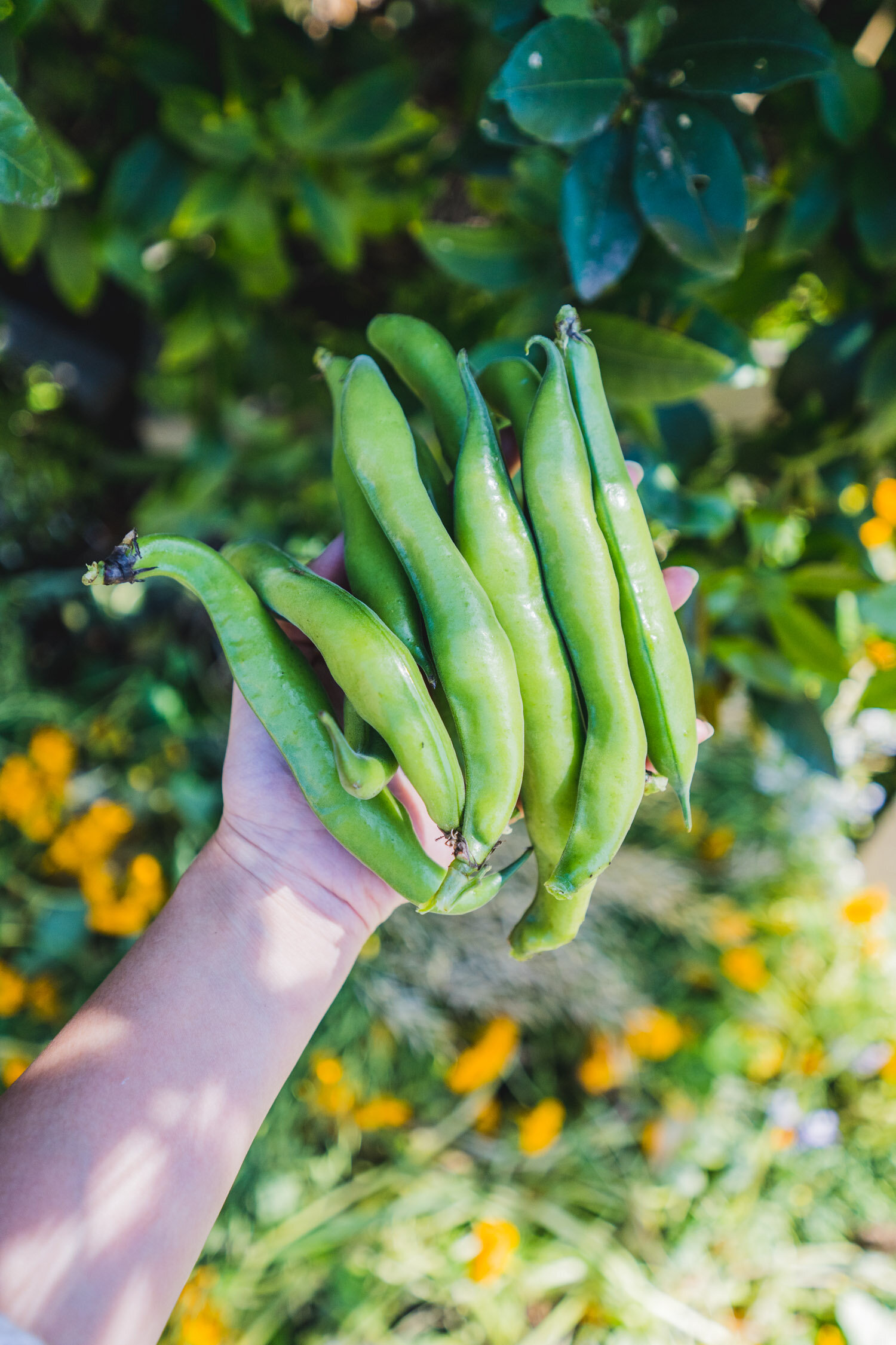 winter veggie garden harvest-7.jpg