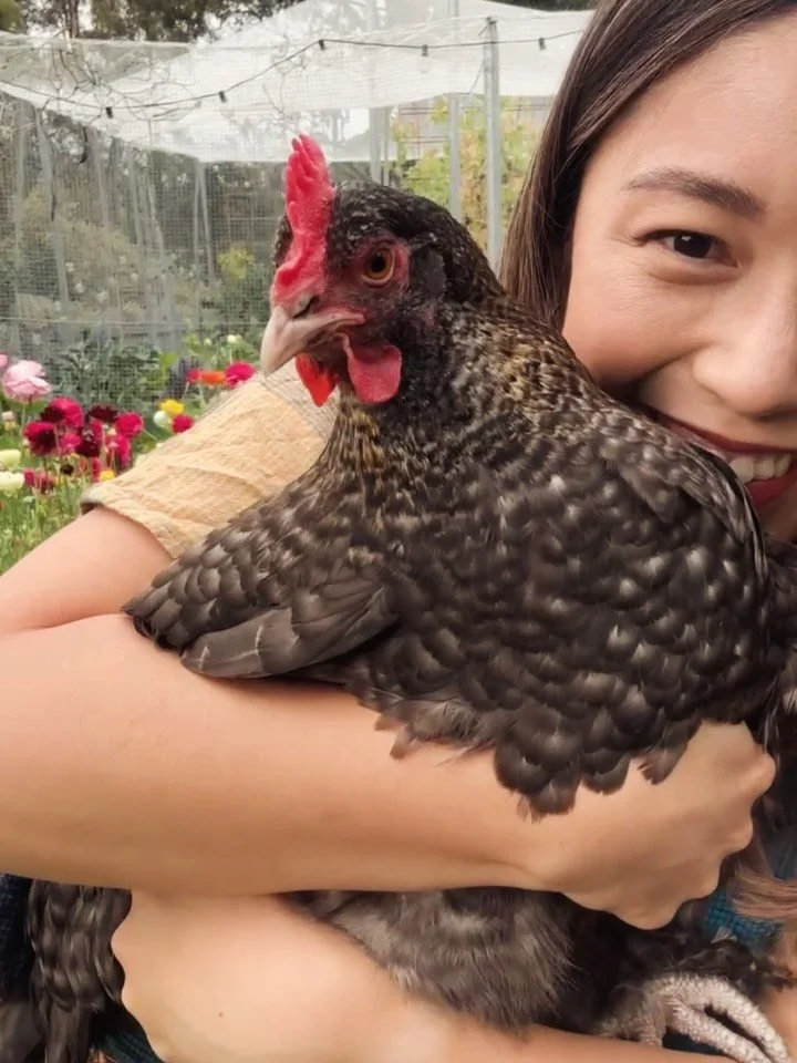 It’s sucks to share that I lost dear Zinnia on Friday past. 
Zinnia came as a day old chick, and lived 42 blissful weeks with us. She generously gifted us 63 red-brown speckled masterpieces during her time, and I just loved her boots with the