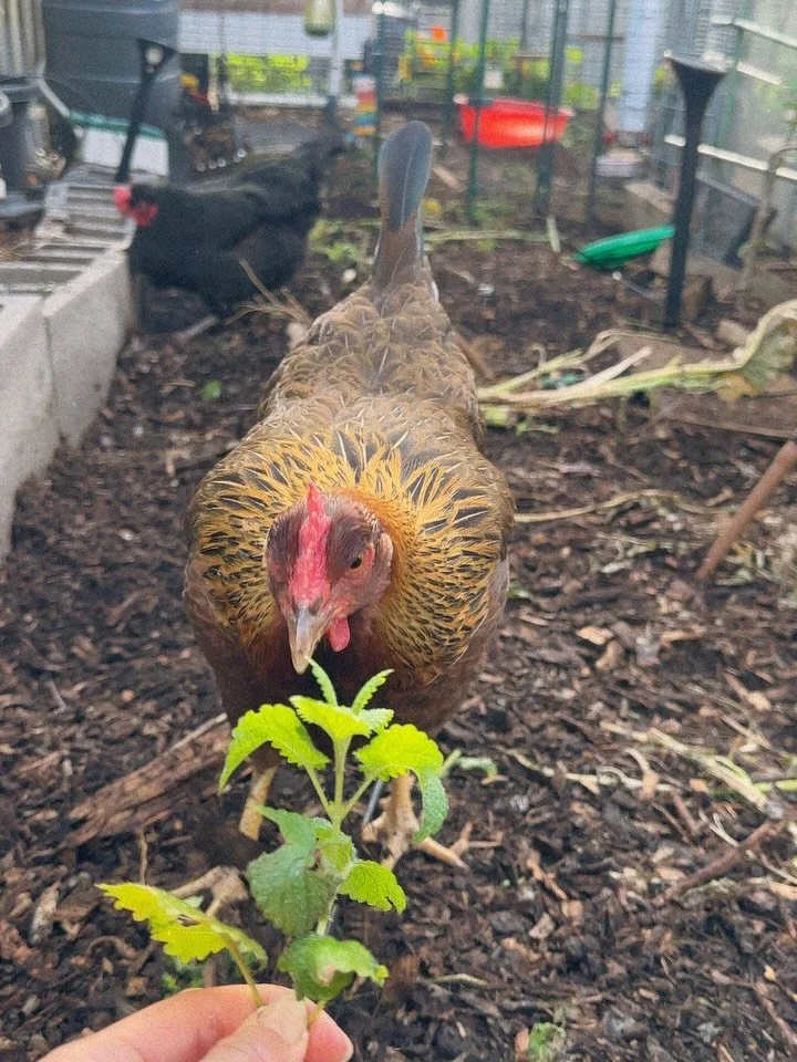 Little moments of joy // life lately.

I&rsquo;ve come back from a couple of weeks with my energy restored and my cup filled. As I get older, I love even more the quiet, tiny snippets of the day. The daily things that happen around the home that ofte