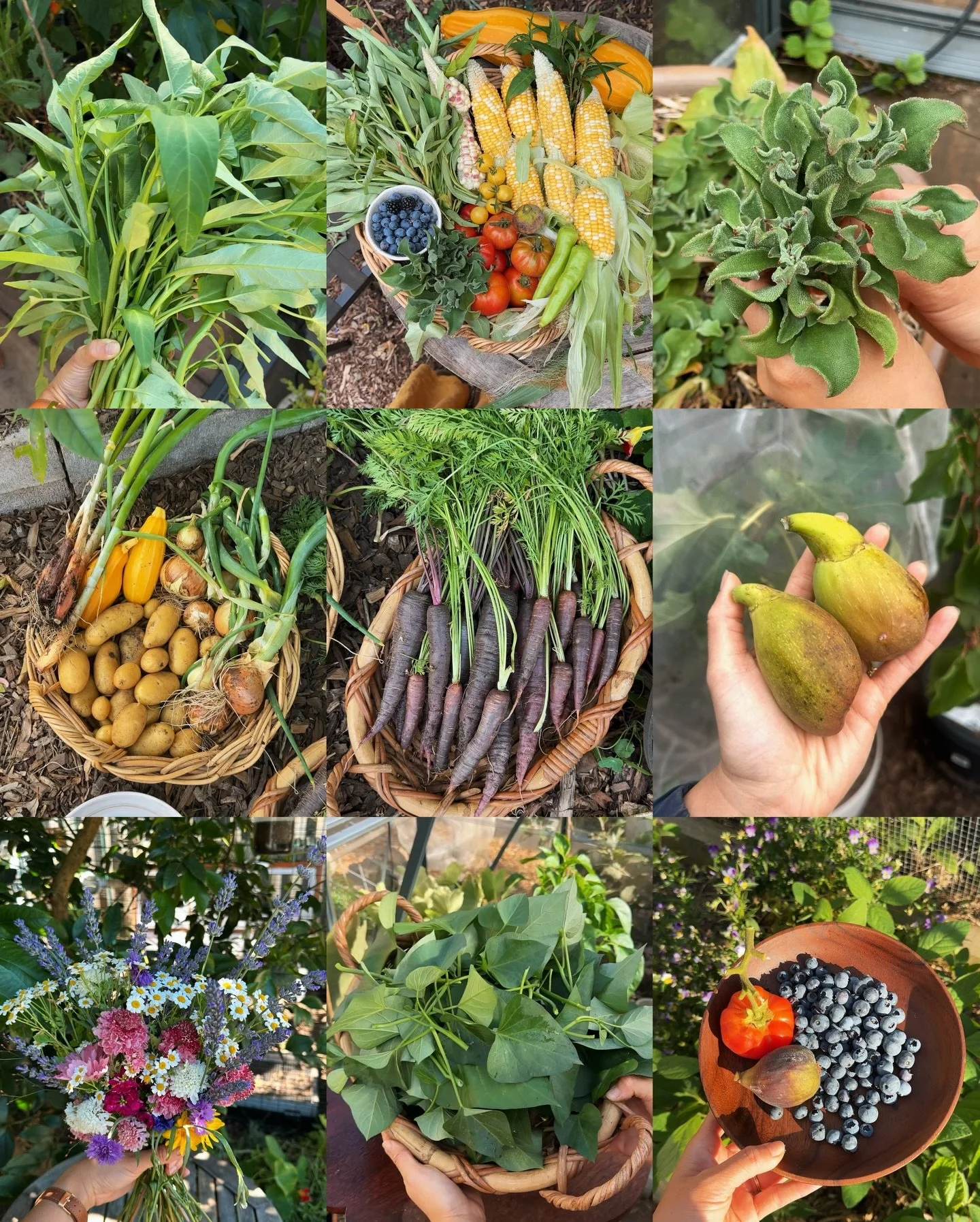 A summer of harvests 💕🍃 I can&rsquo;t believe summer has already come and gone and I barely got a moment to share some of the things I&rsquo;ve been harvesting from my garden. 

When I first started, I never thought I could grow this much abundance