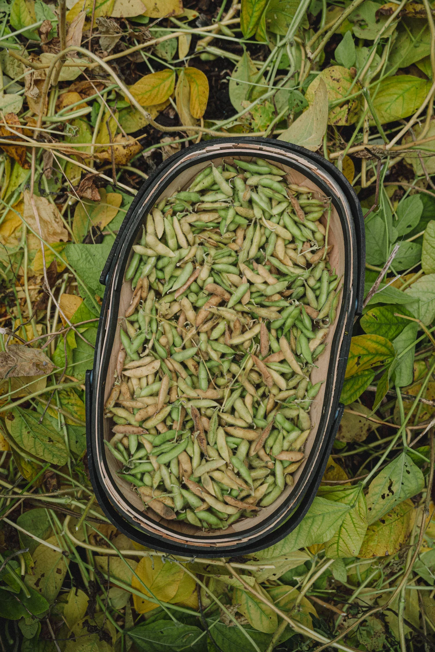 April30-2024-GardenUpdate-93_1500x.webp