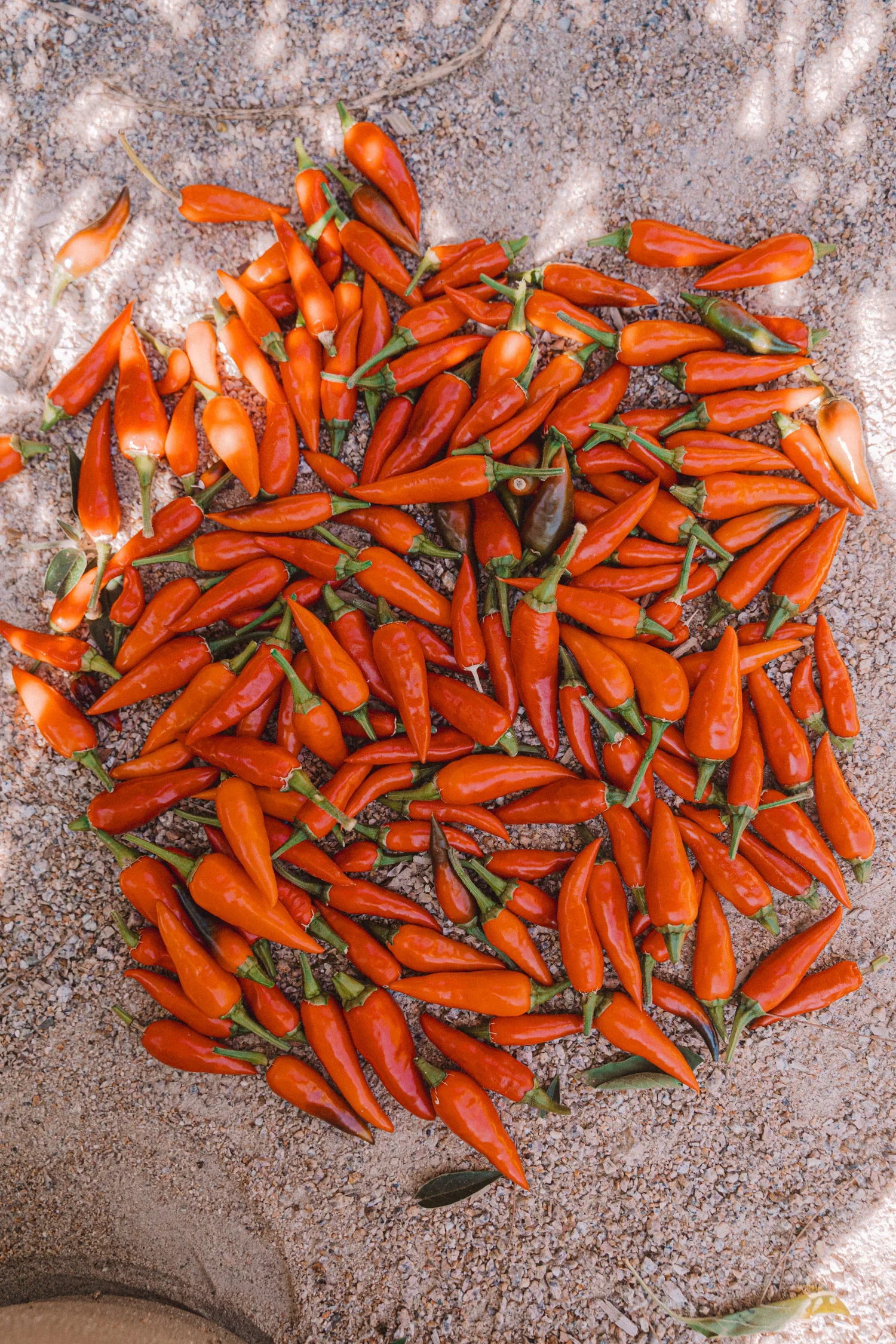 MarchGarden2024-88_1500x.webp