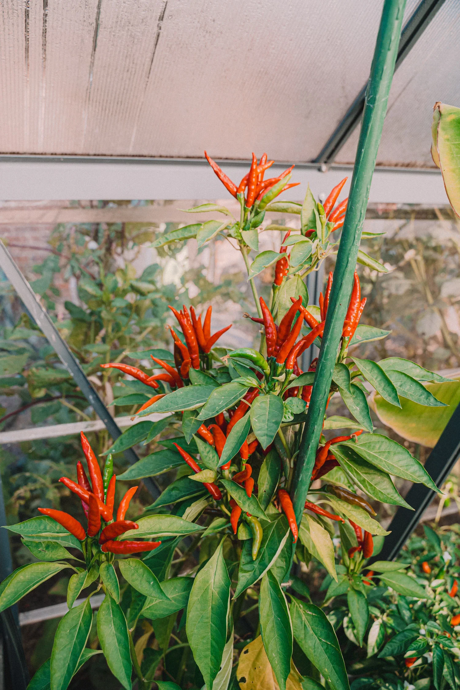 MarchGarden2024-11_1500x.webp