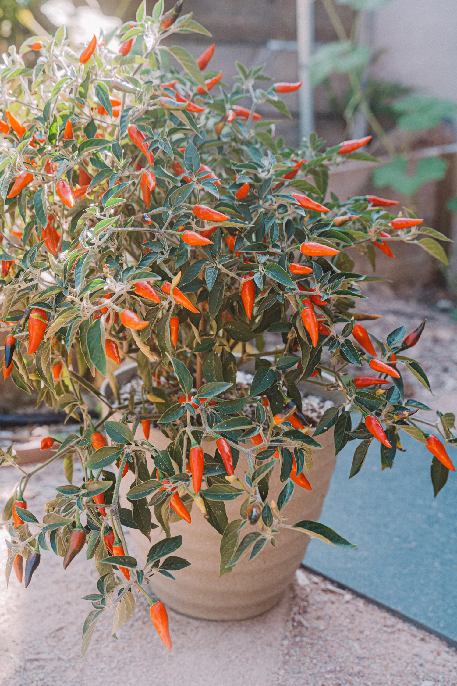 MarchGarden2024-80_1500x.webp