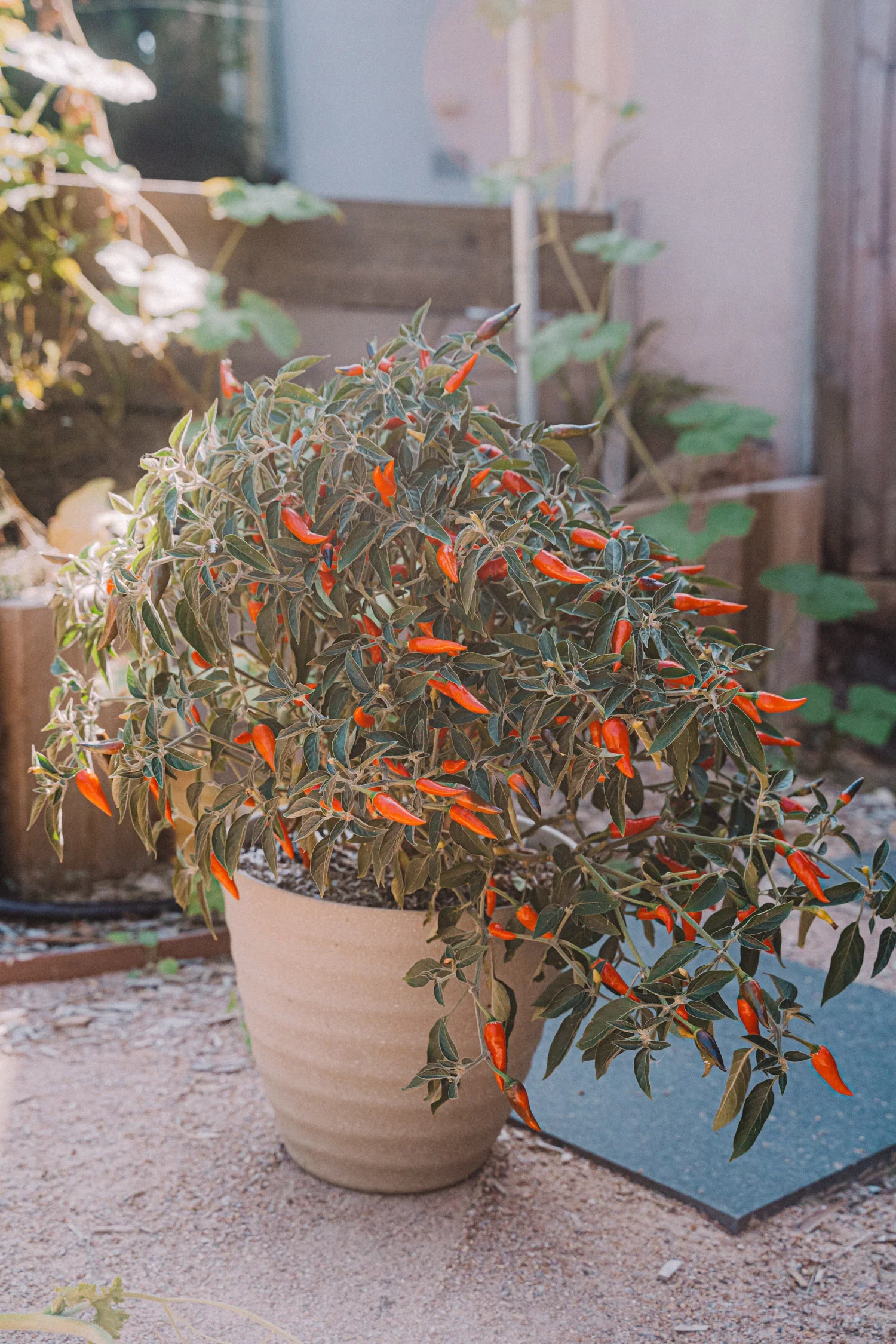 MarchGarden2024-74_1500x.webp