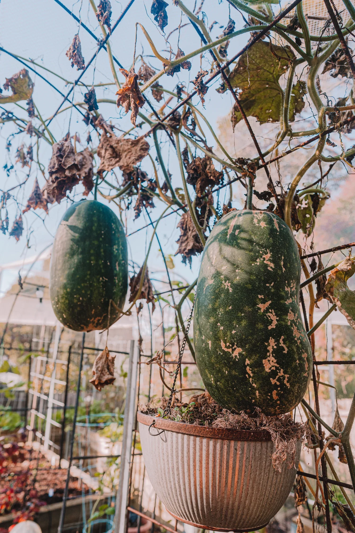 May2023Garden-18_1500x.webp