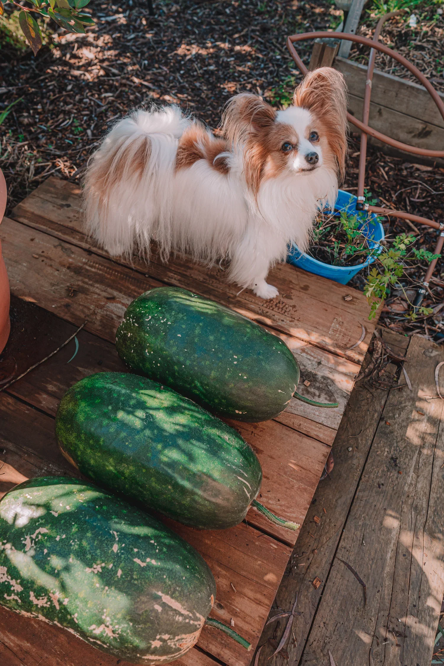 wintermelon_1_1500x.webp