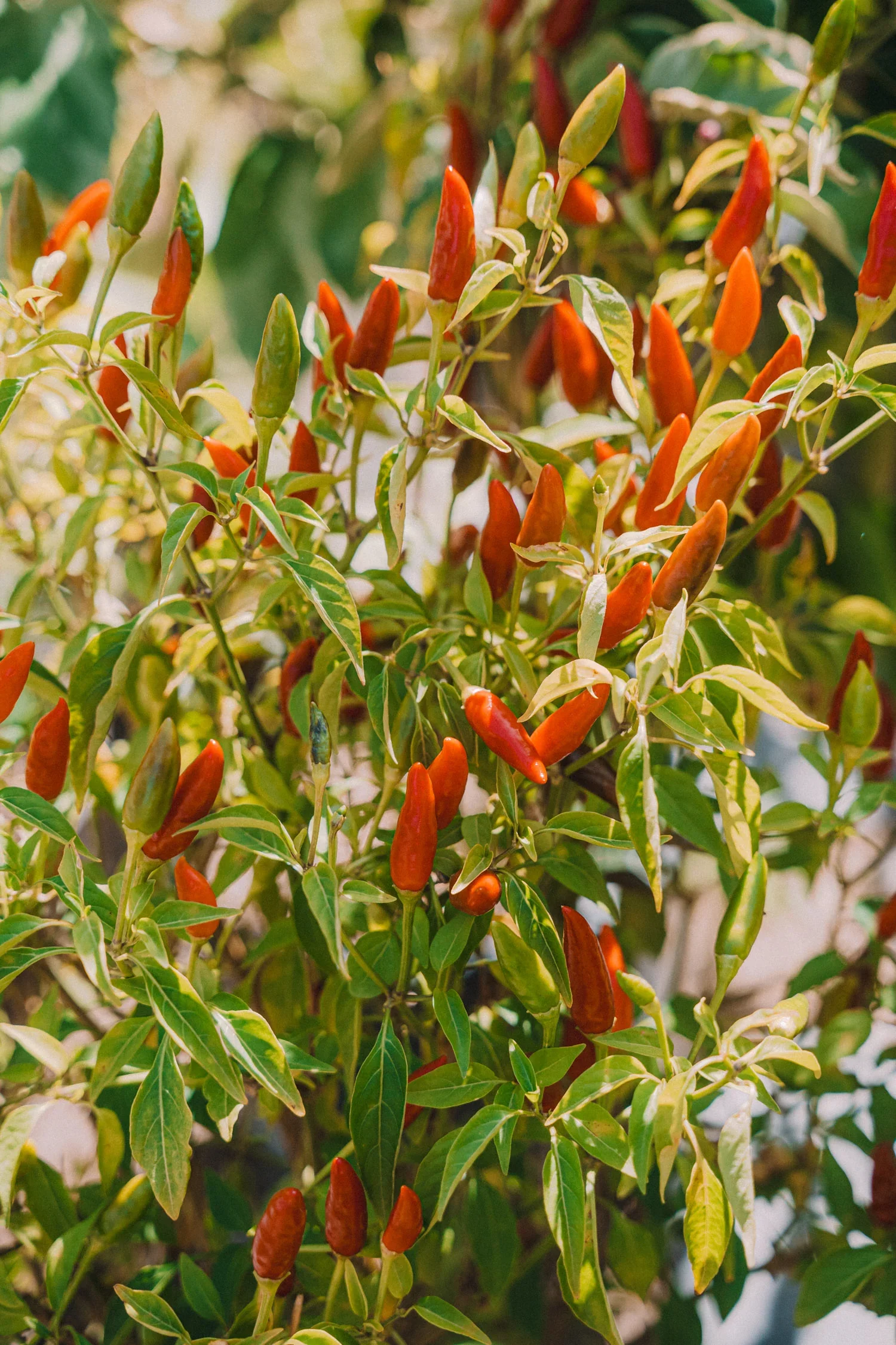 Feb262024Garden-113_1500x.webp