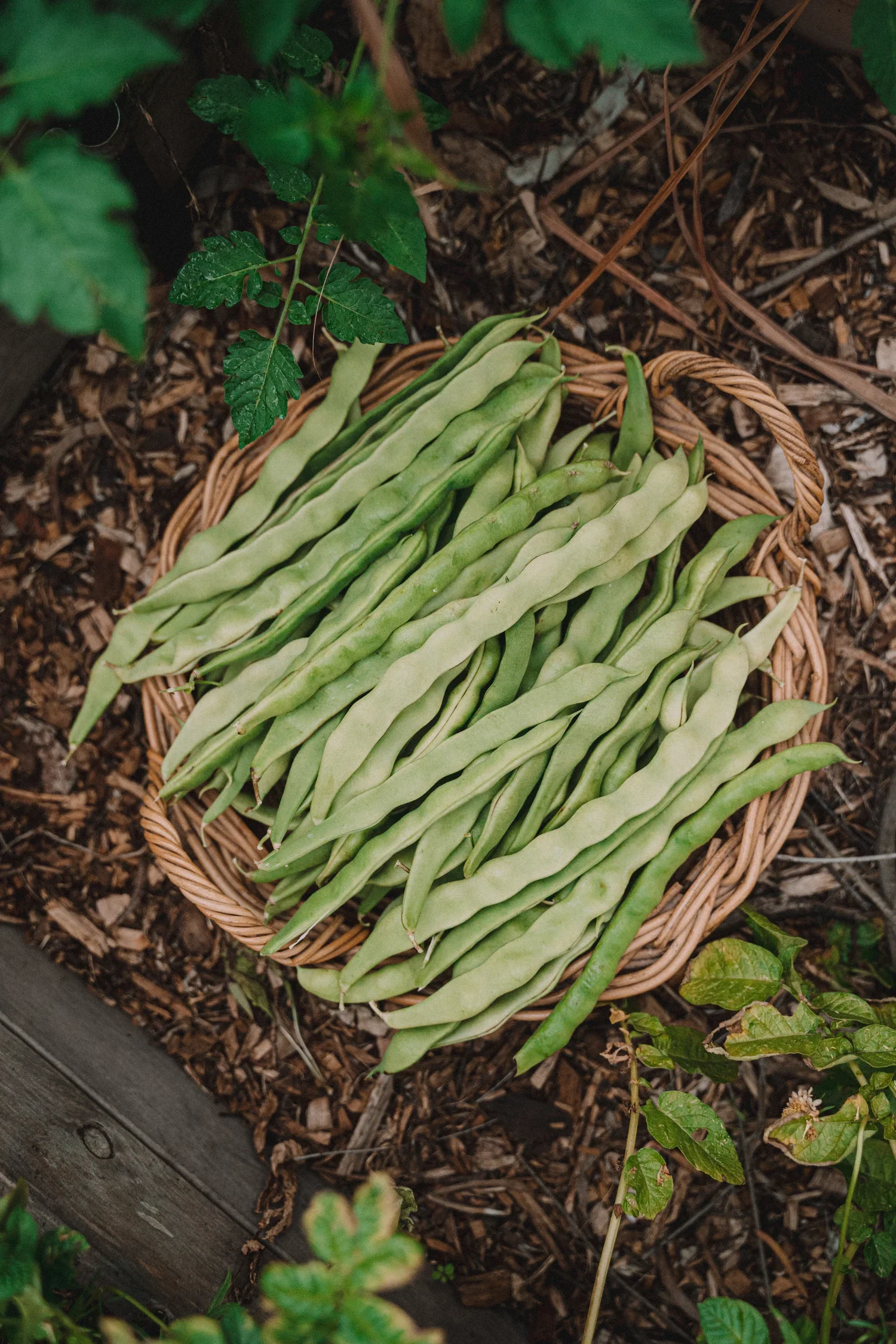 flatbeans_1500x.webp