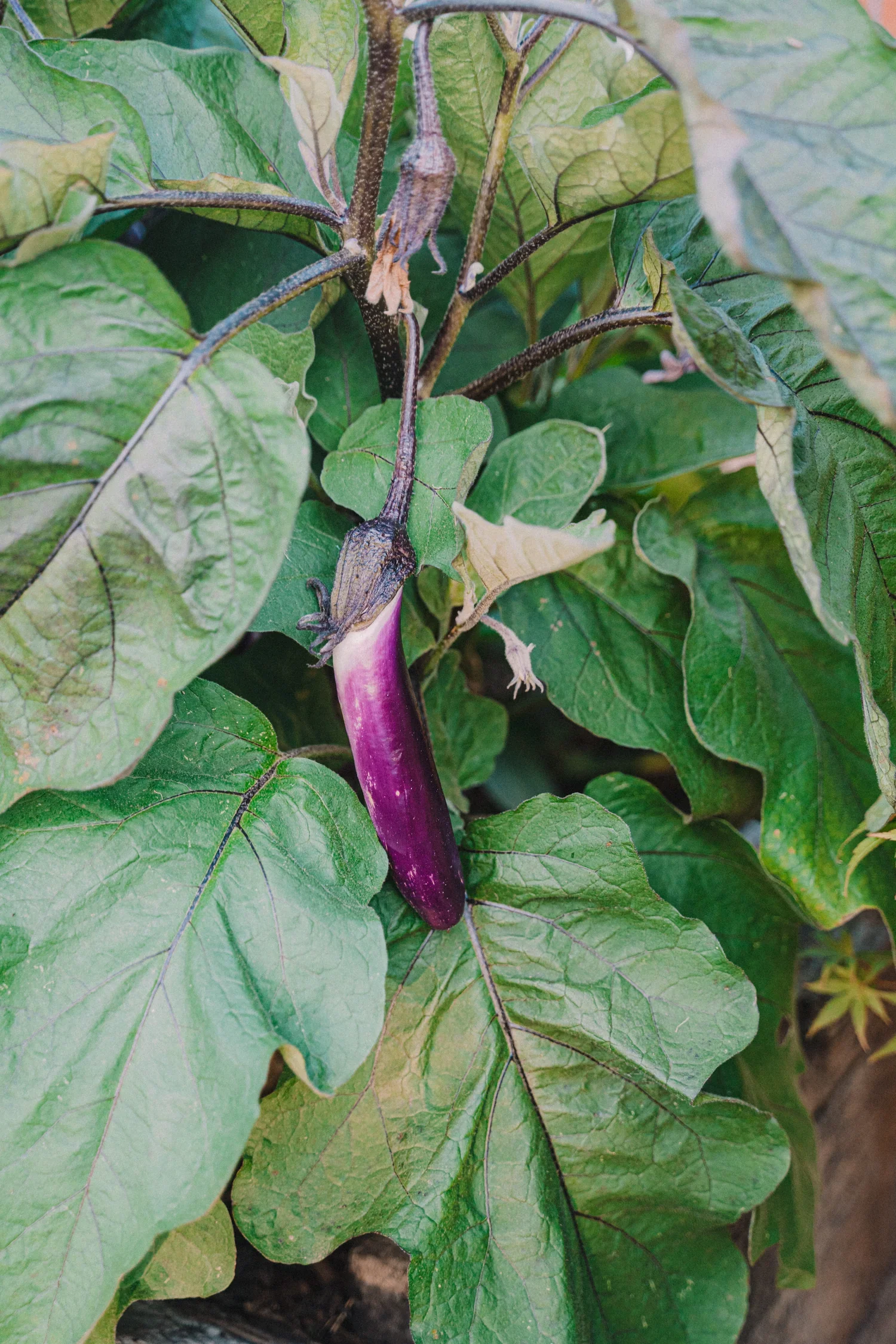 Jan28Garden-112_1500x.webp