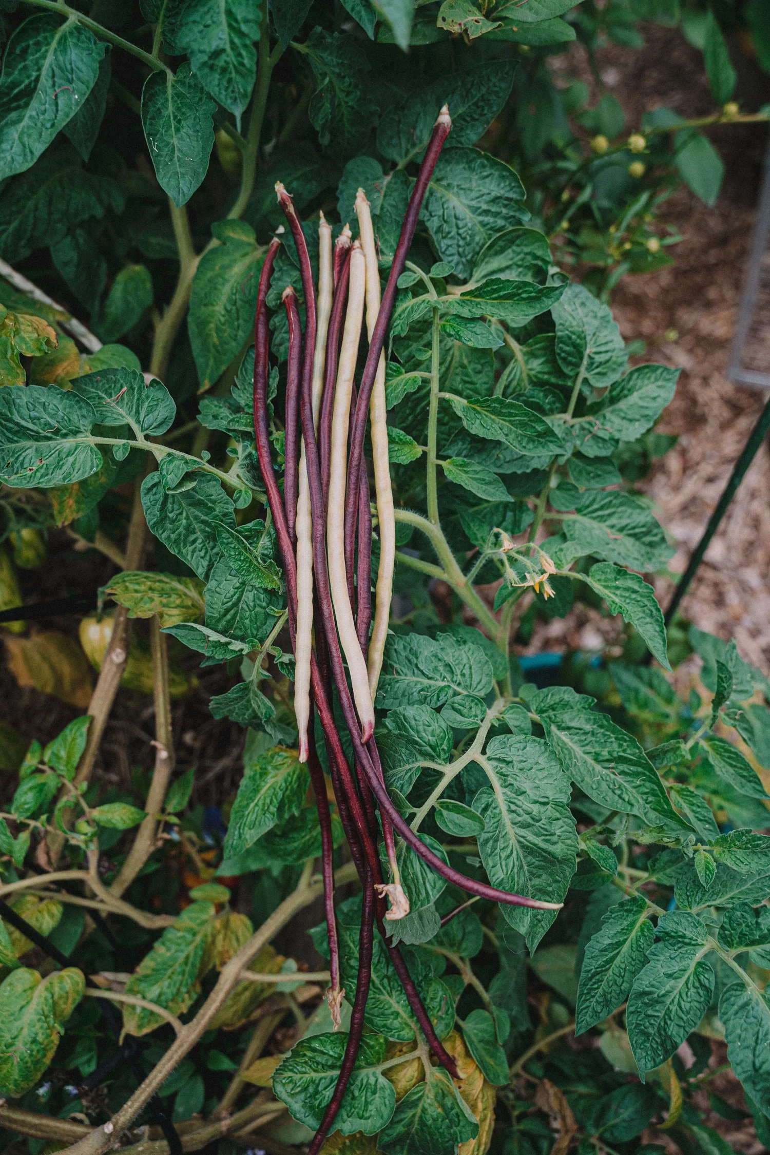 Feb24Garden-36_1500x.webp