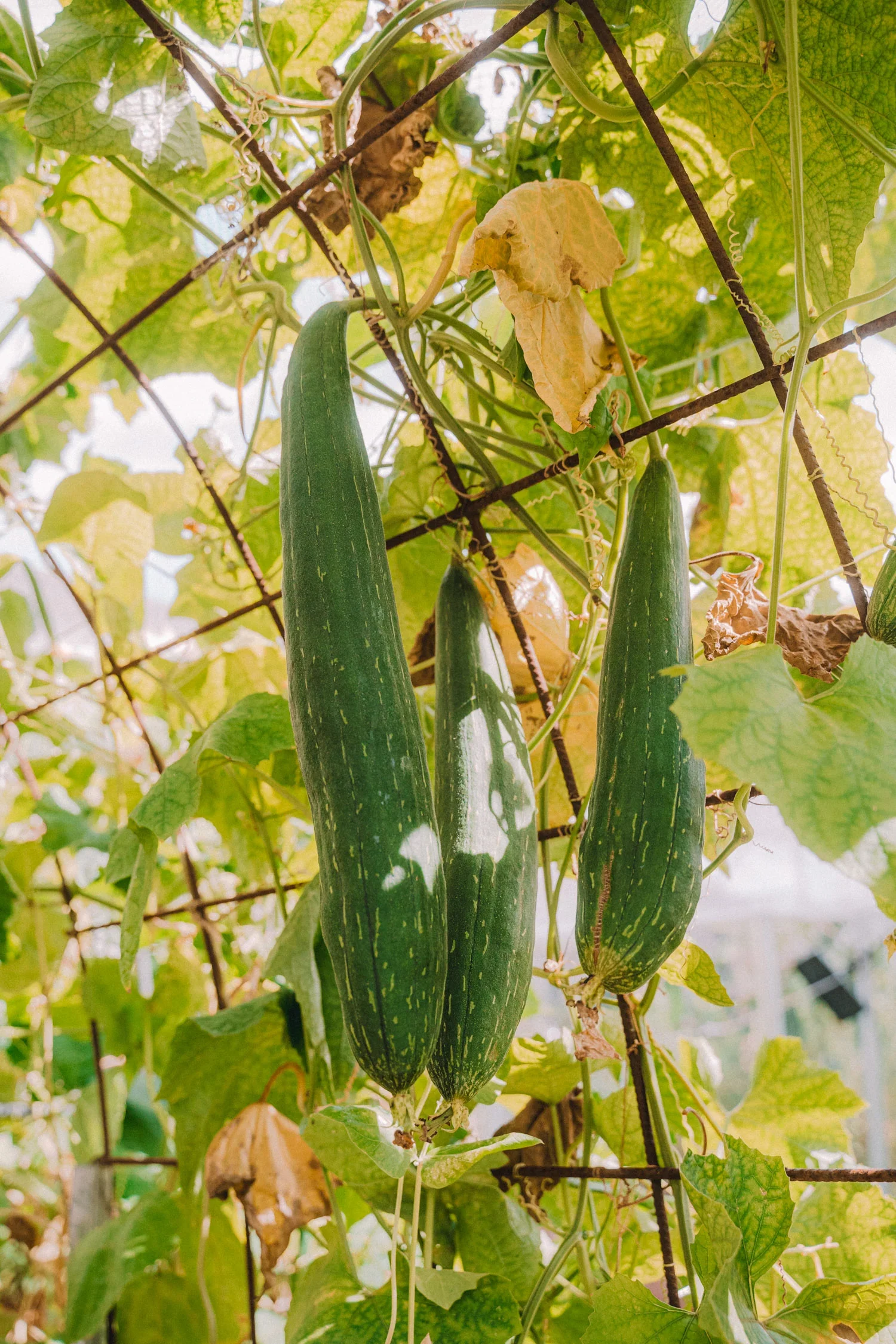 Feb26_2024_Garden-27_1500x.webp