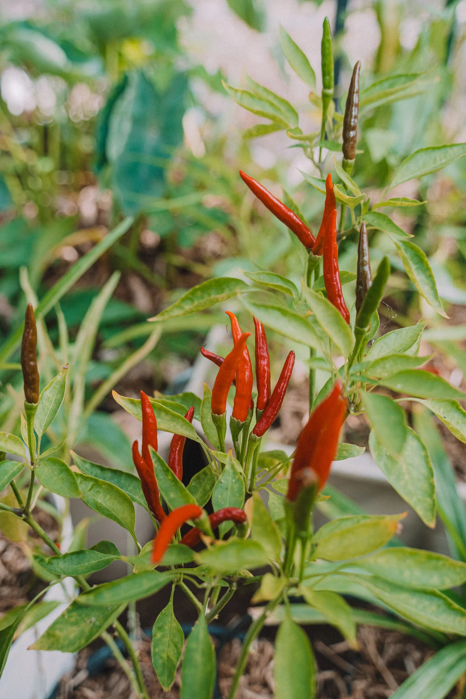 Feb262024Garden-17_1500x.webp