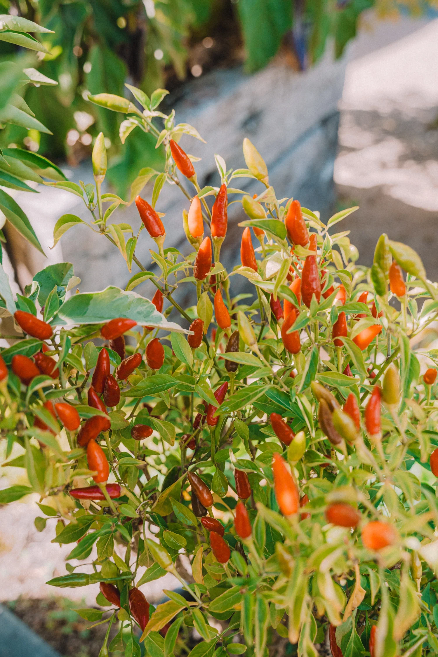 Feb26_2024_Garden-73_1500x.webp