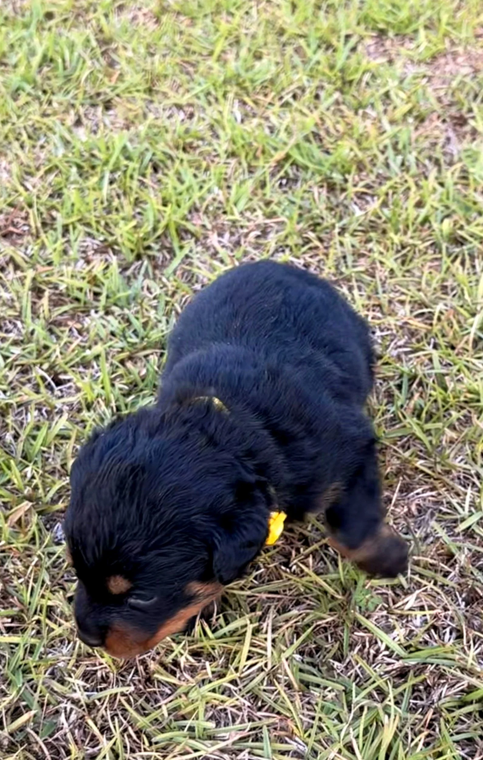 Yellow Male: $2,000.00