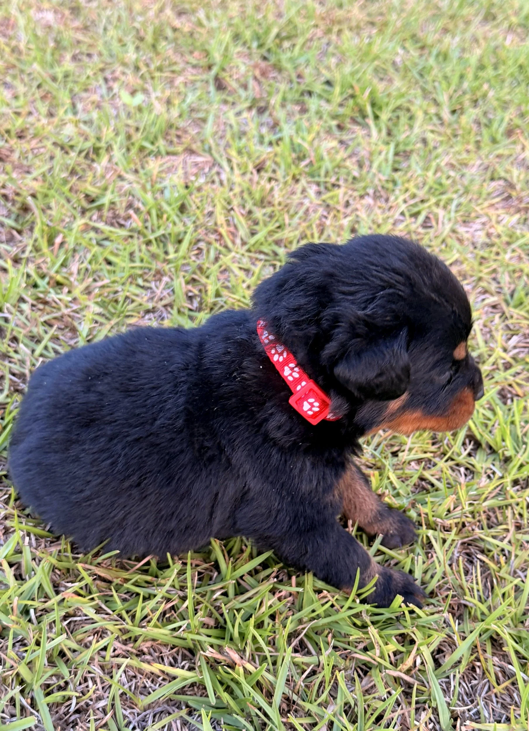 Red Male: $2,000.00