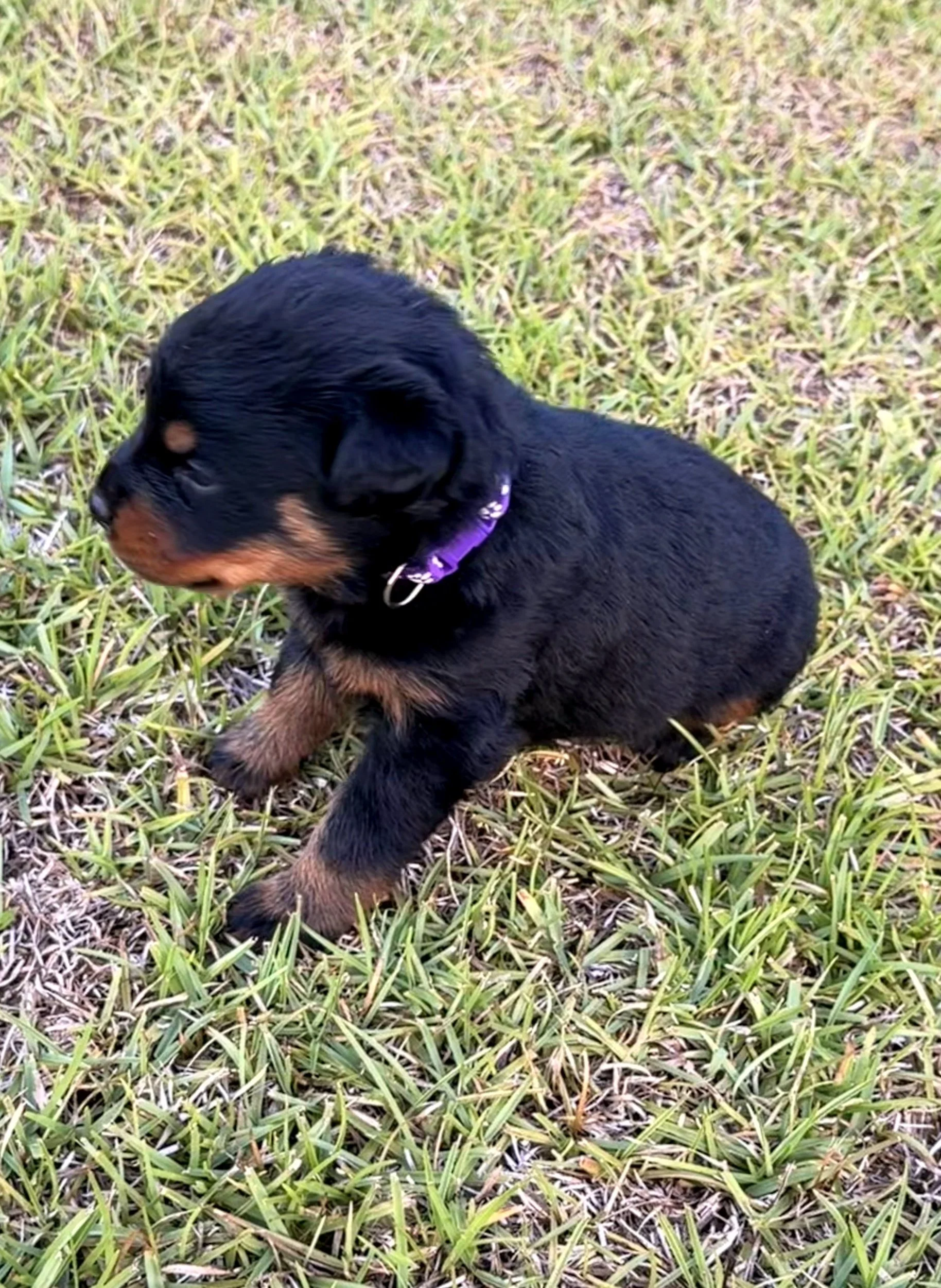 Purple Female: $2,000.00