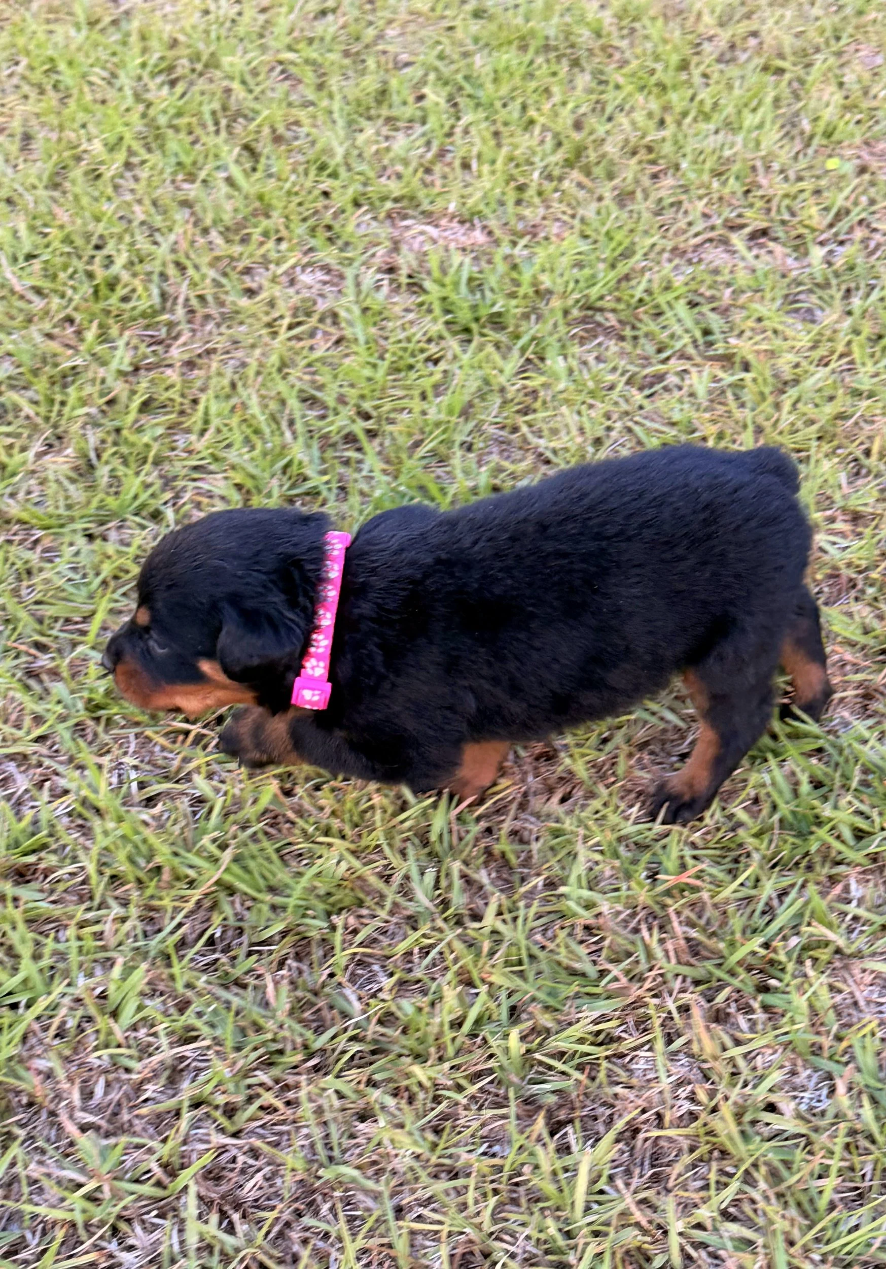 Pink Female: $2,000.00