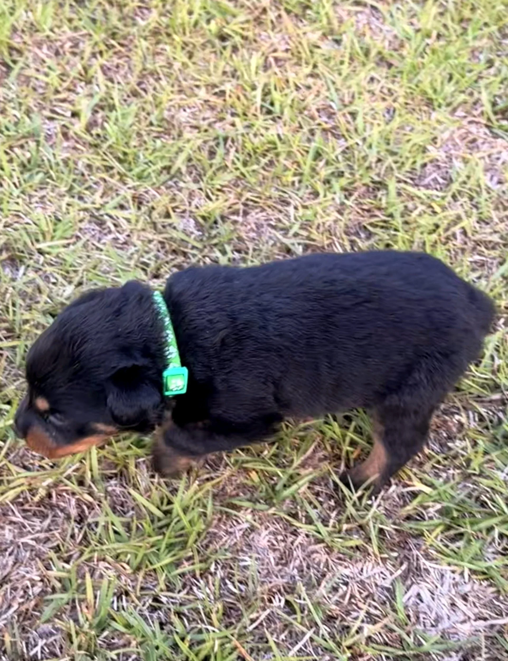 Green Male: $2,500.00