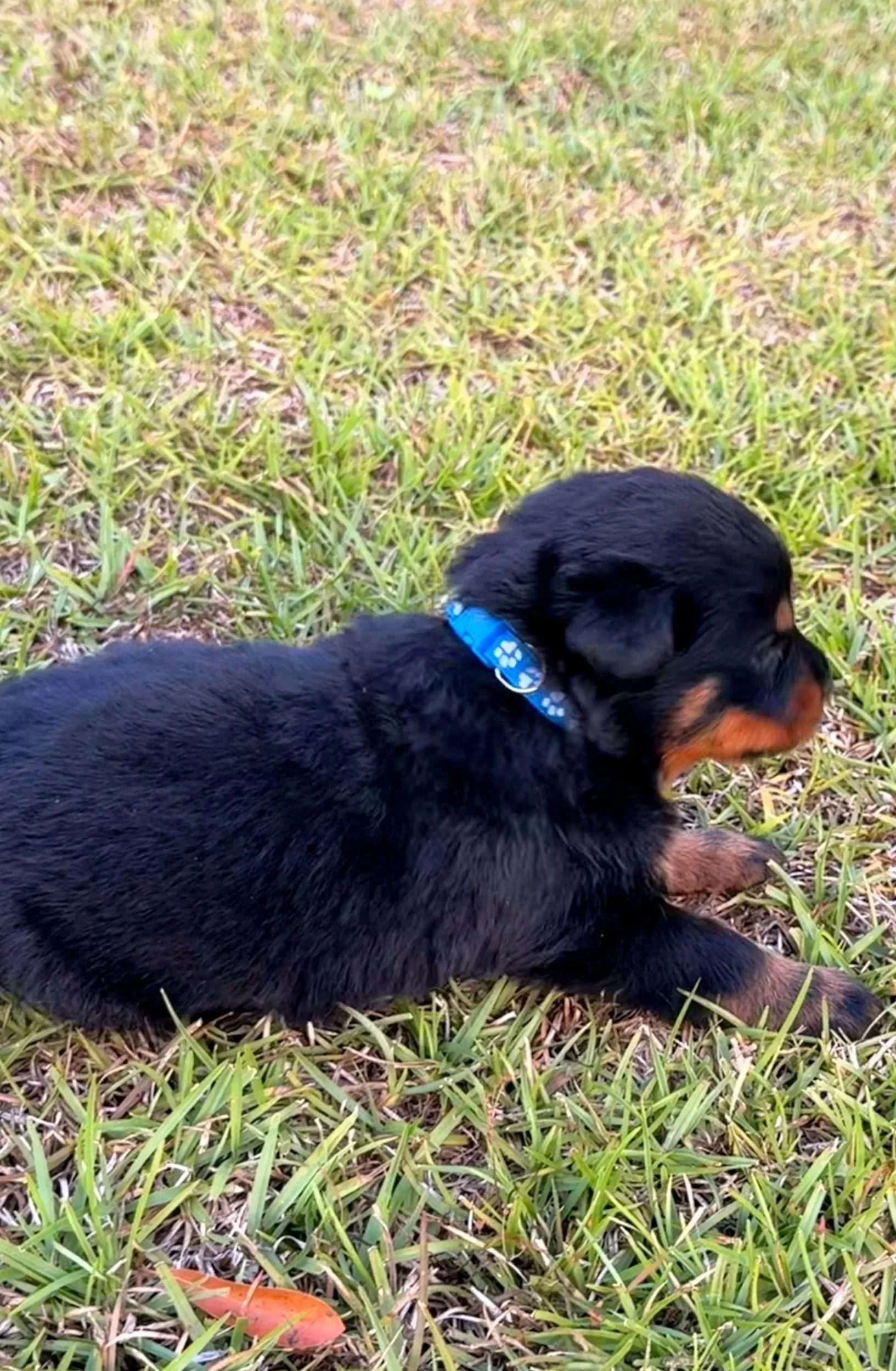 Blue Male: $2,500.00