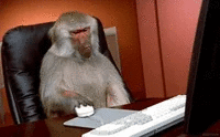 Singe assis devant un ordinateur dans un bureau