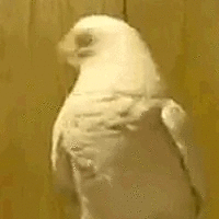 Un perroquet blanc assis sur une surface, vu de profil.