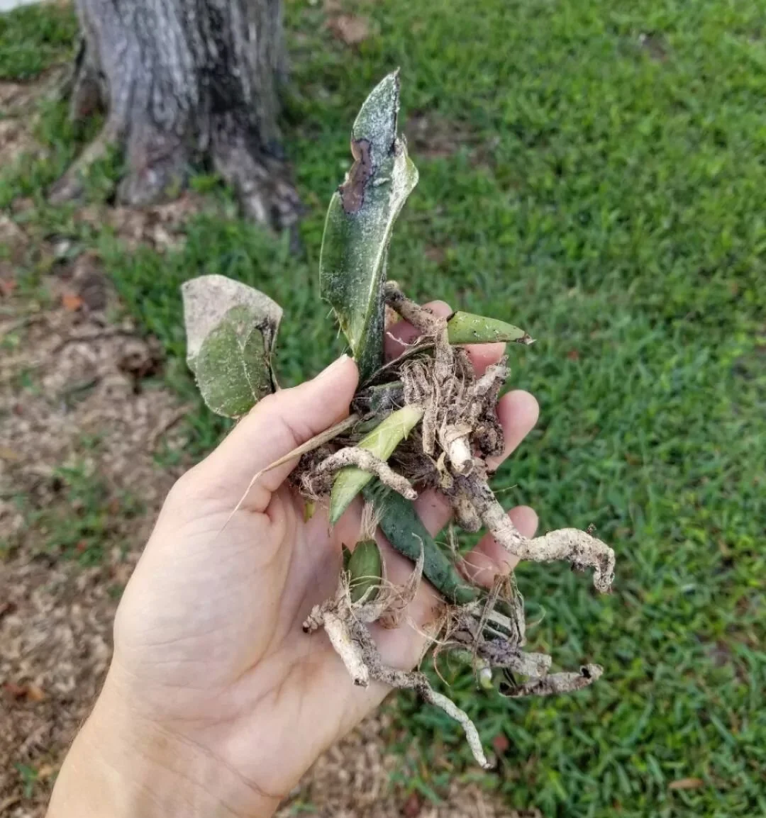 Weeki Wachee Plant Rescue most recently acquired these orchids. 

Let's see how much they grow now that they are safe from the weed whipper!