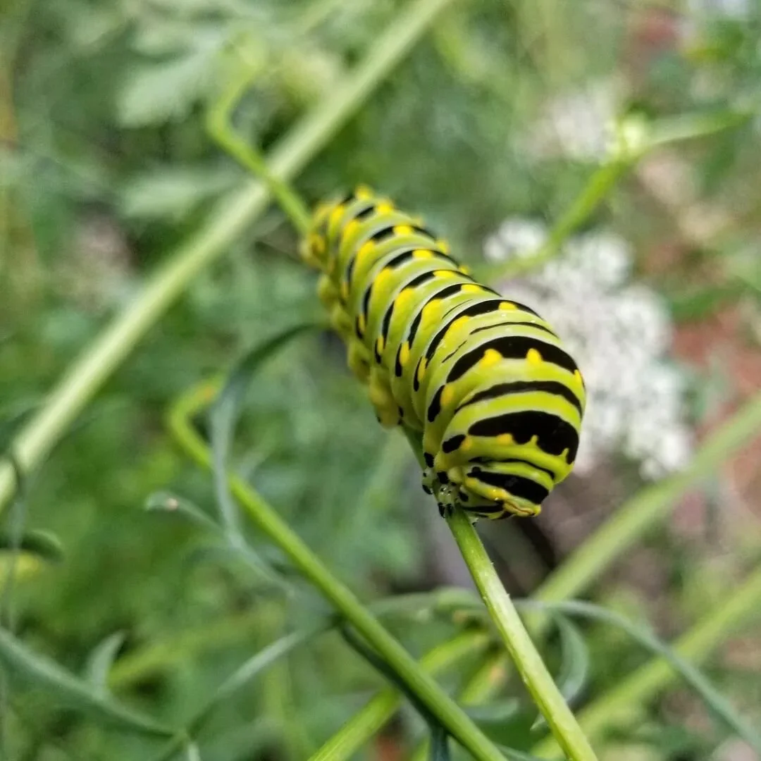 I have a few #blackswallowtail 🐛 feeding on my plants! 

I love butterflies and I really hope they stick around for their whole life cycle! 

Did you know, as a butterfly the black swallowtail only lives about 10-12 days.

If you see one fly by or l