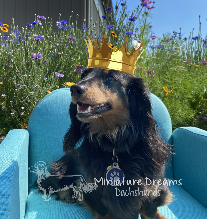 King RM.png