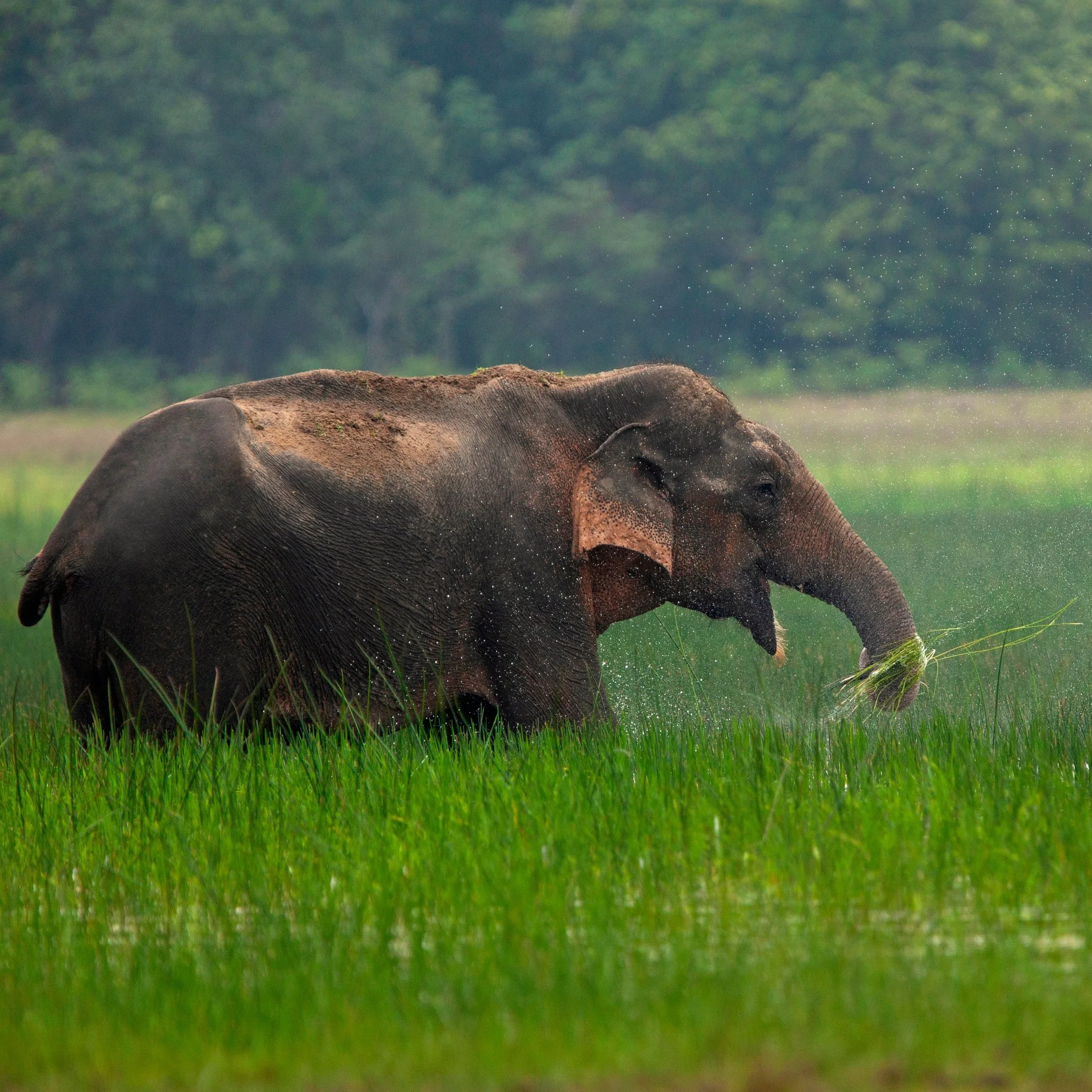 Elephants for breakfast: testing the untestable in Rust