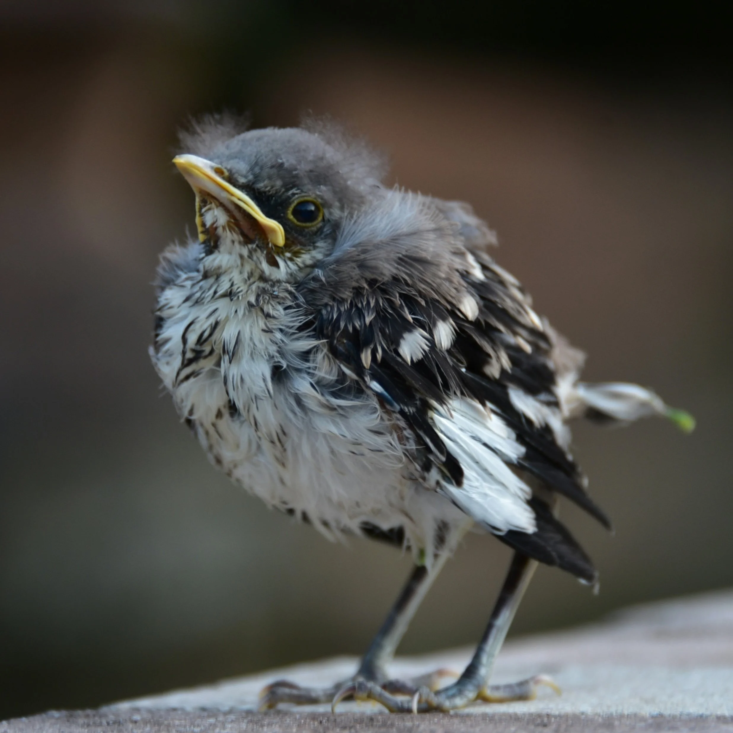 That mockingbird won't sing: a mock API server in Rust