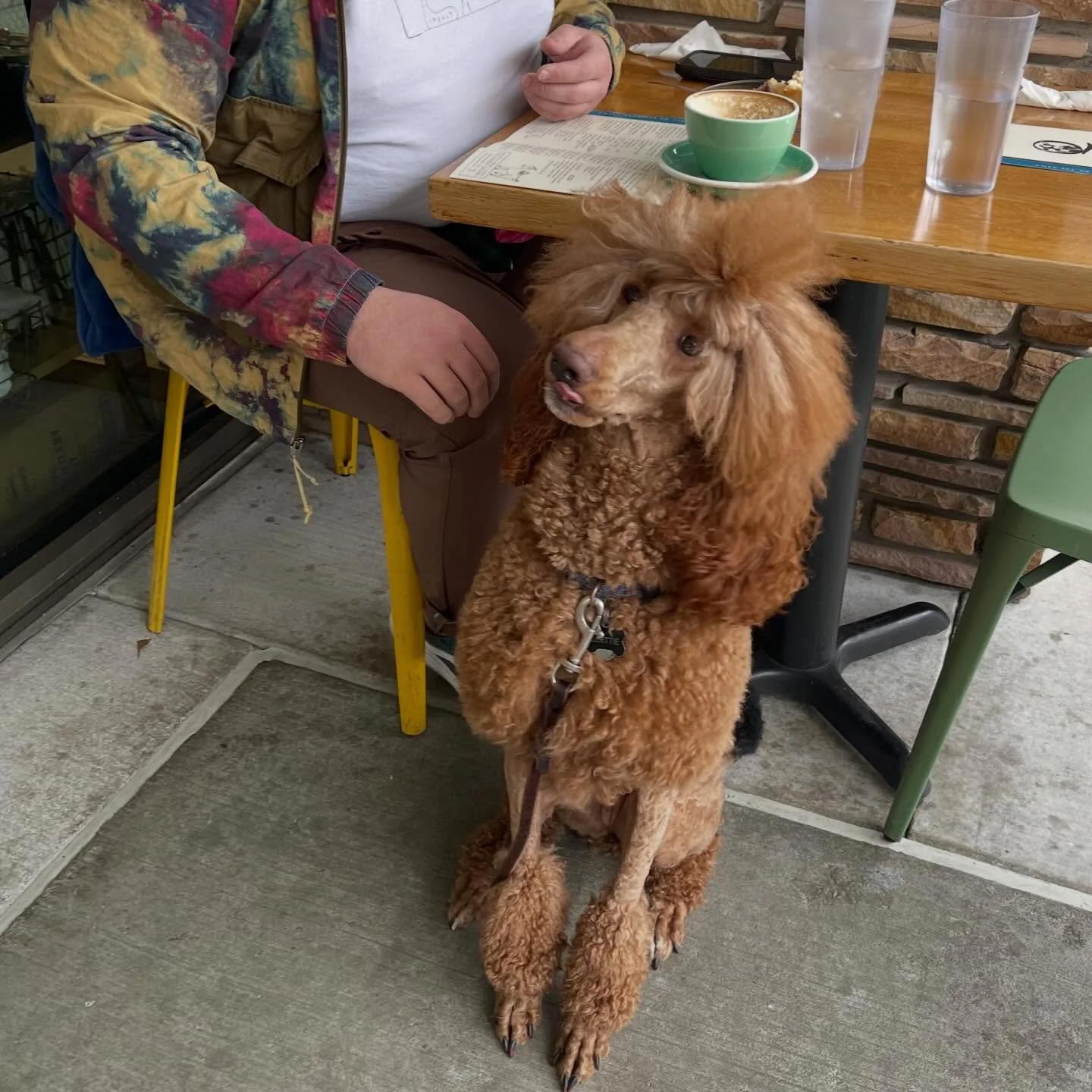 Patio season is here ☀️🐾

Coffee for you, fresh air for everyone, and water bowls &amp; 🥓 for the pups.