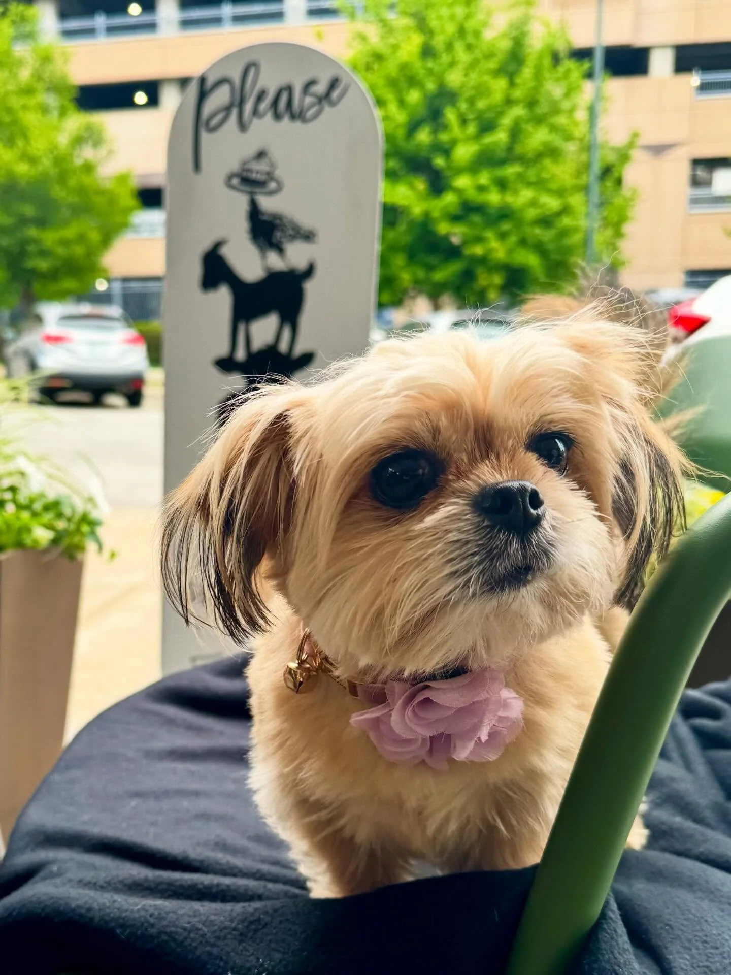 Please wait to be seated by Isla 🐾

She&rsquo;s a tiny dog &amp; one tough cookie.