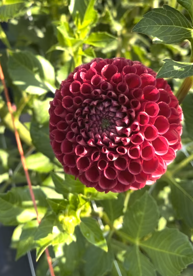 Screenshot 2024-03-20 at 8.02.35 AM.png