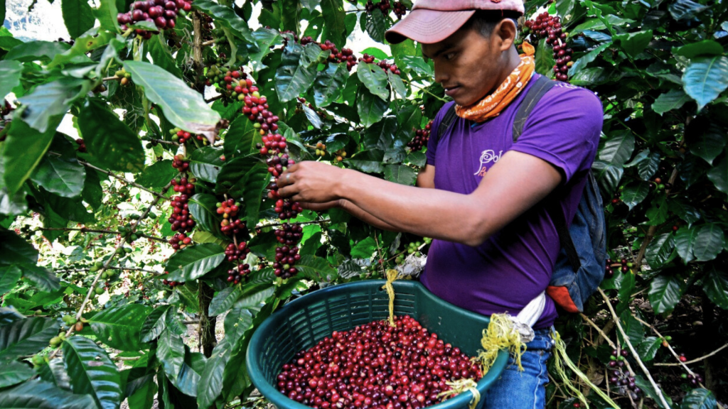 nicaraguan-coffee-picker-1-1024x576.png