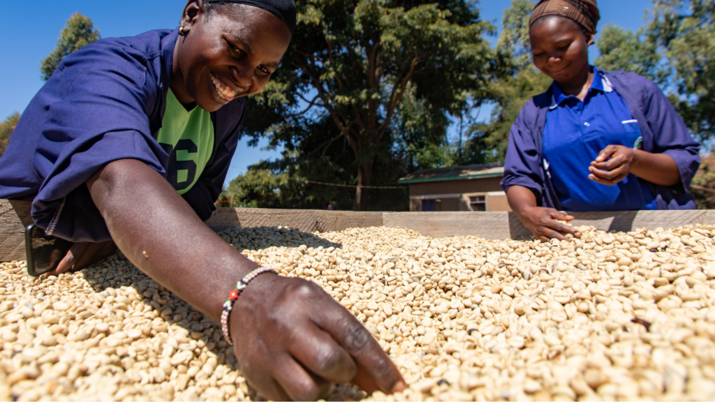 hand_sorting_washed_coffee-in_tanzanian_coffee_picker-1024x576.png
