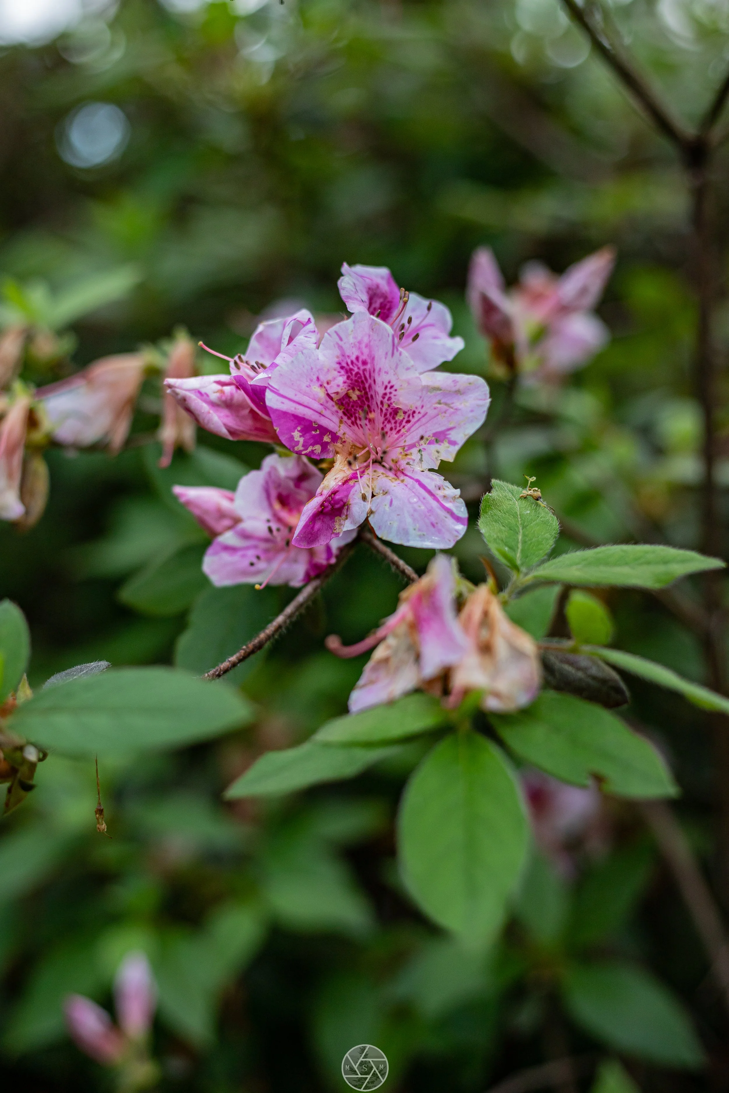 WRAL Azalea Garden 4/23
