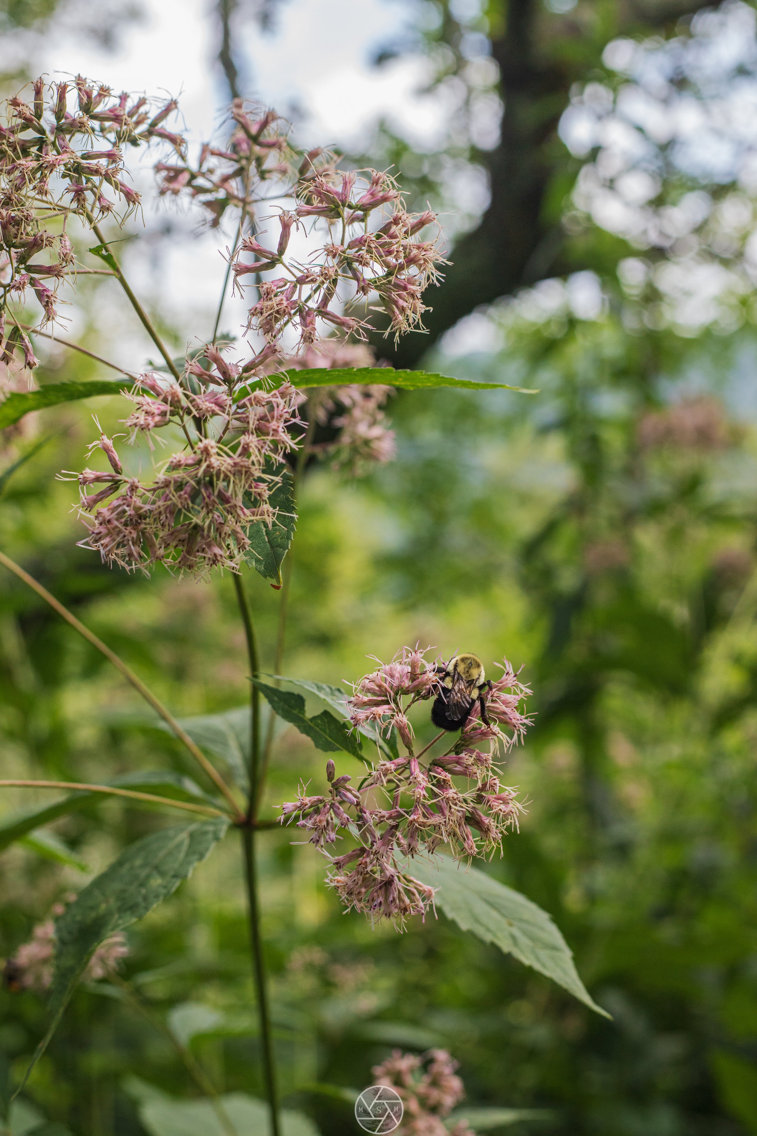 Bees and Flowers, BRP 2025