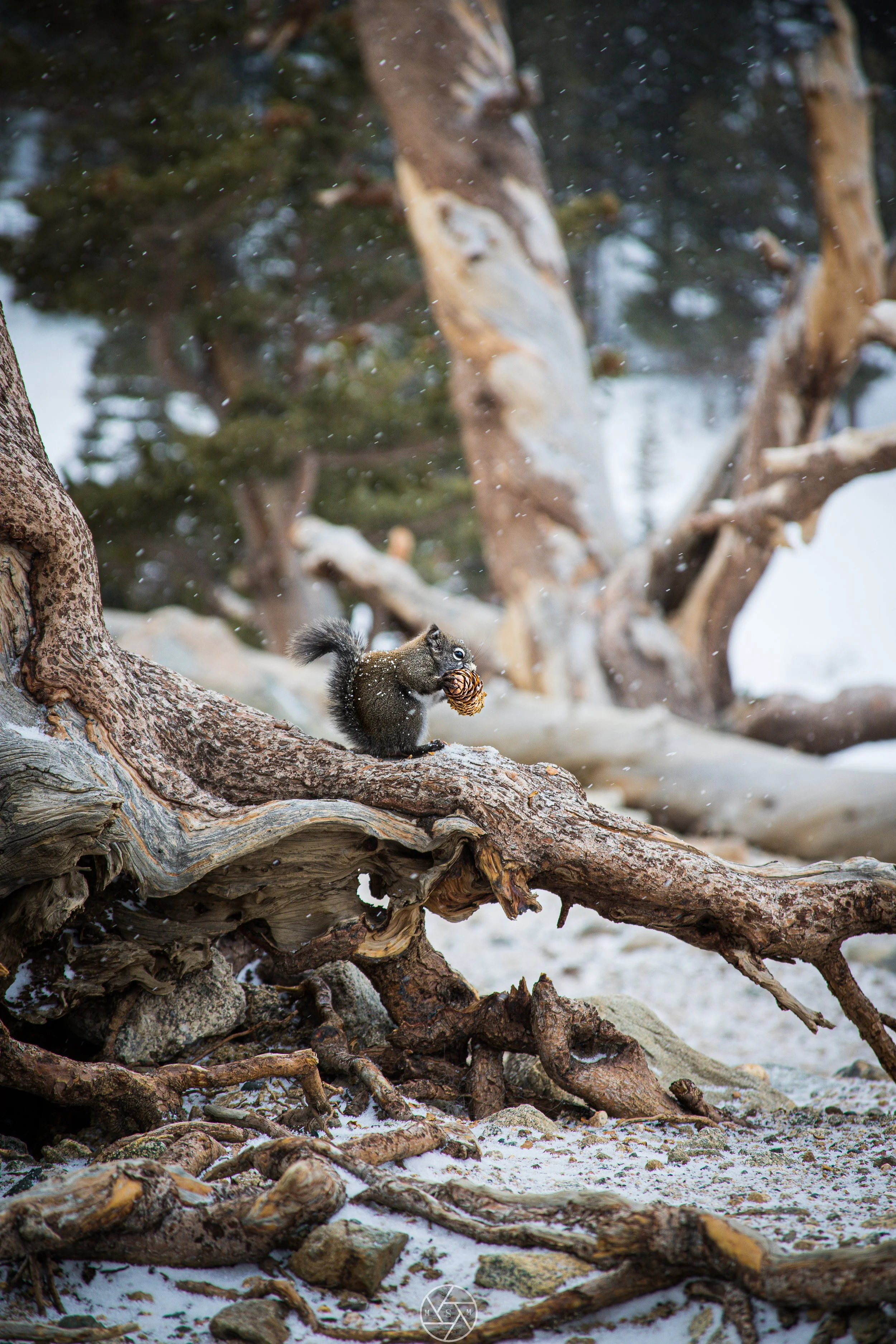 Storing up For Winter, St Mary's Glacier, Colorado, 2/23