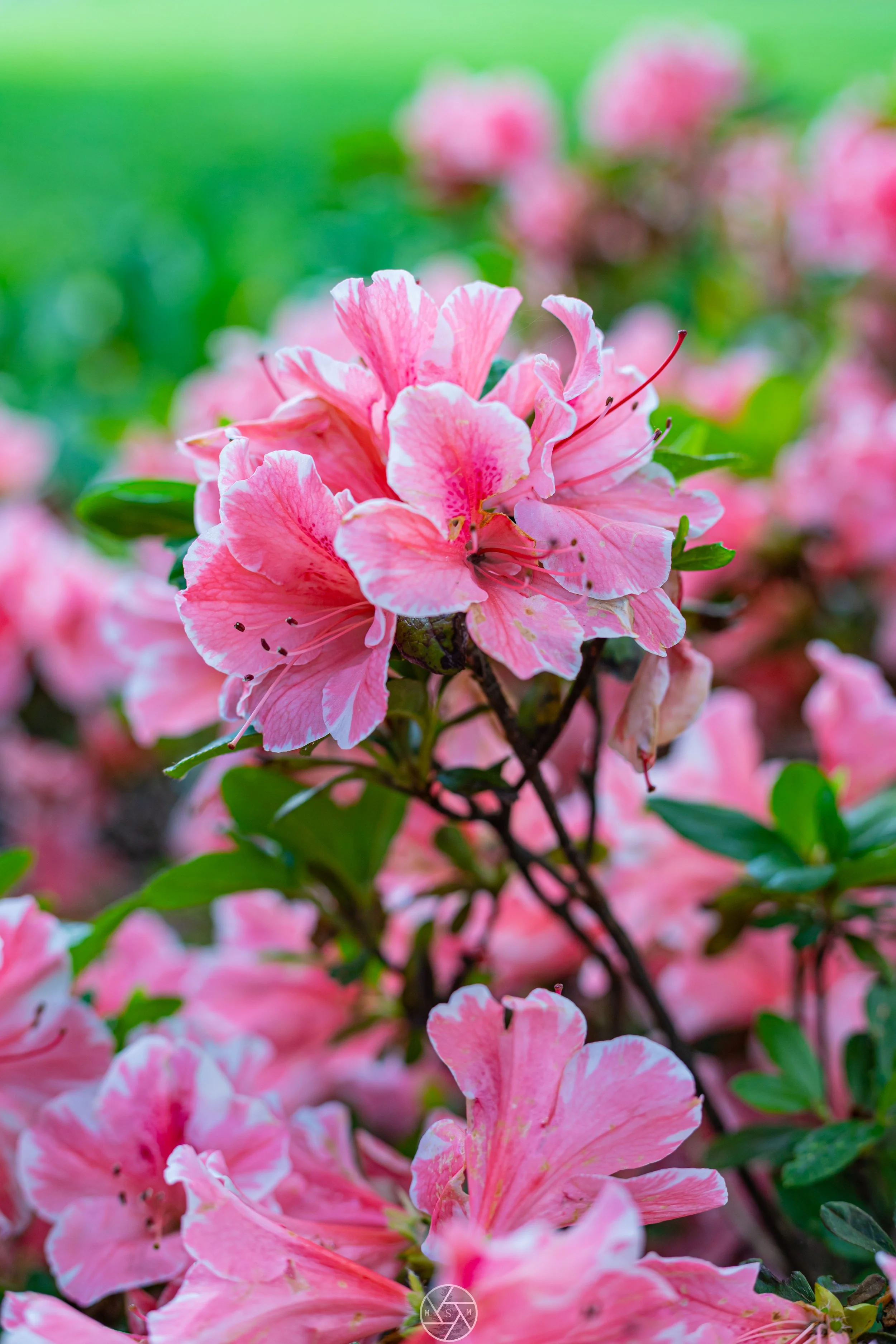WRAL Azalea Garden 4/23