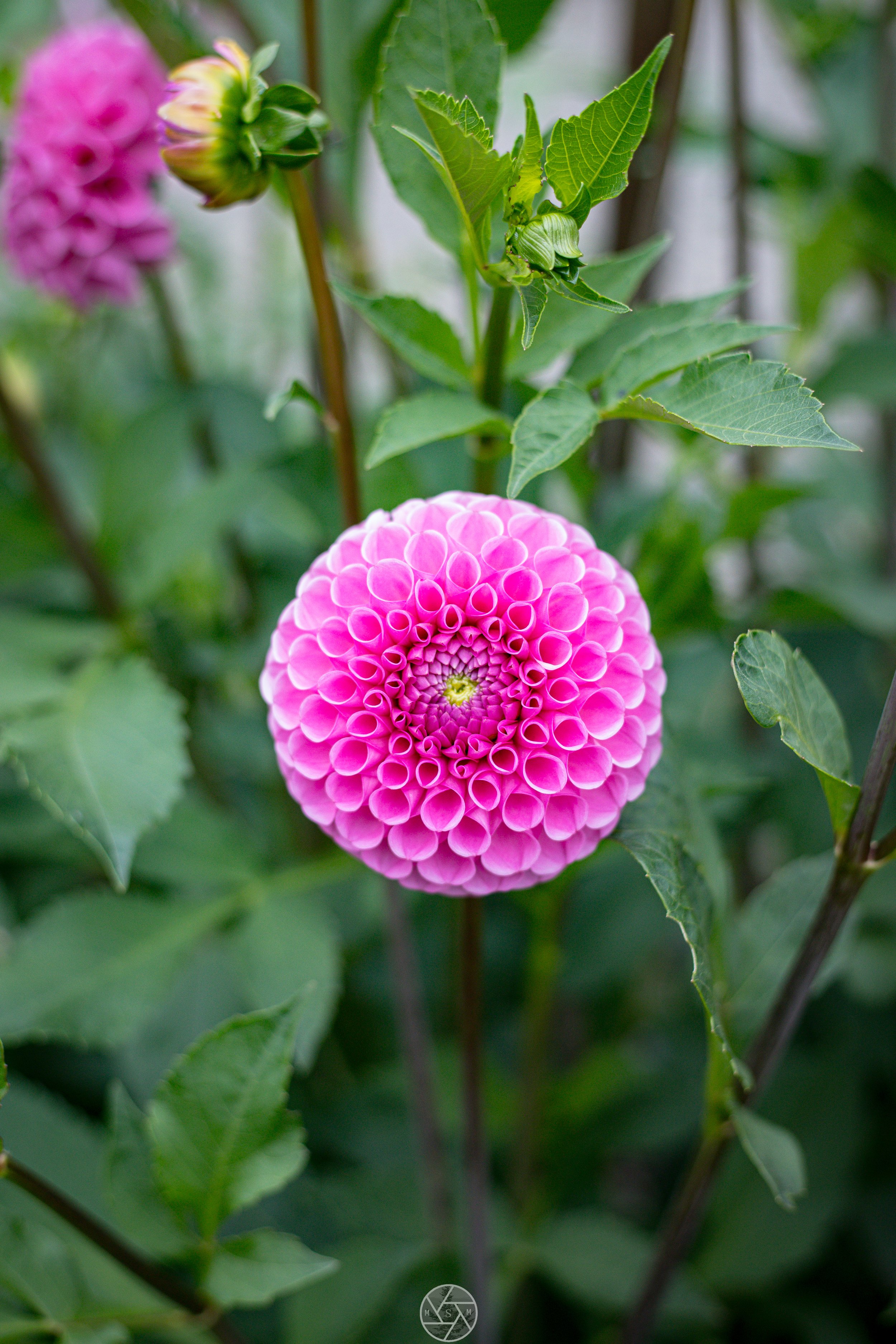 Point Defiance Park Dahlia, Tacoma, Washington 2024