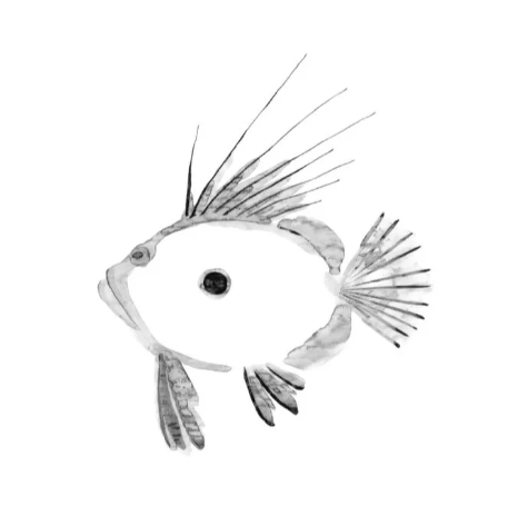 JOHN DORY
