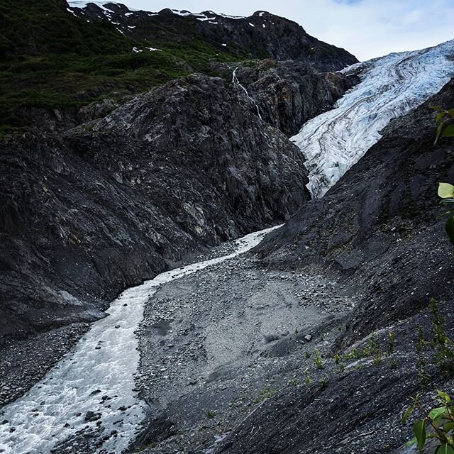 Took a lovely couple on a tour of Exit Glacier in the Kenai Fjords National Park after their crepe lunch. I took this picture of the glacier from where it used to be in 2010; you can see how much it has receded in 10 years time. We also had some moos