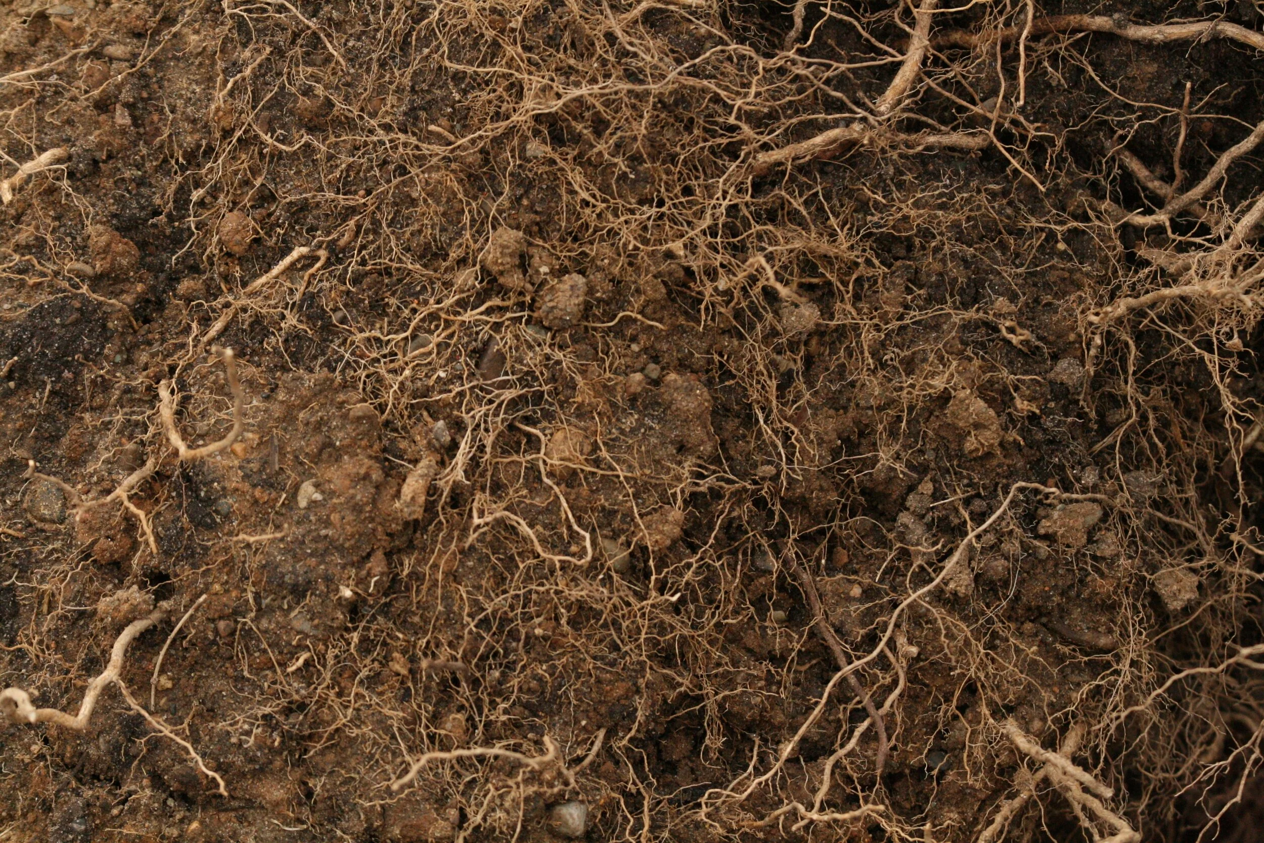 earthdirt.jpg