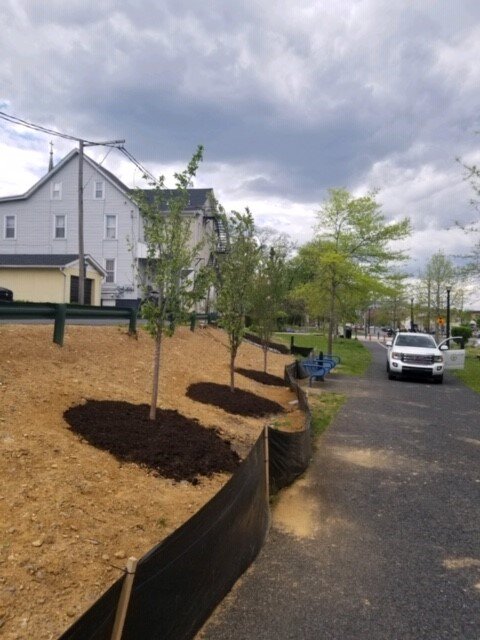 greenway tree planting 2.jpg