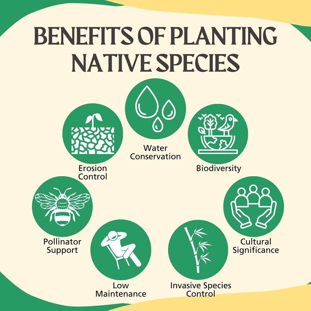 When planning your garden and landscaping, think PA native! Here are some top reasons why....

🐝Pollinator Support: Many native plants have co-evolved with local pollinators, providing essential nectar, pollen, and habitat for bees, butterflies, and