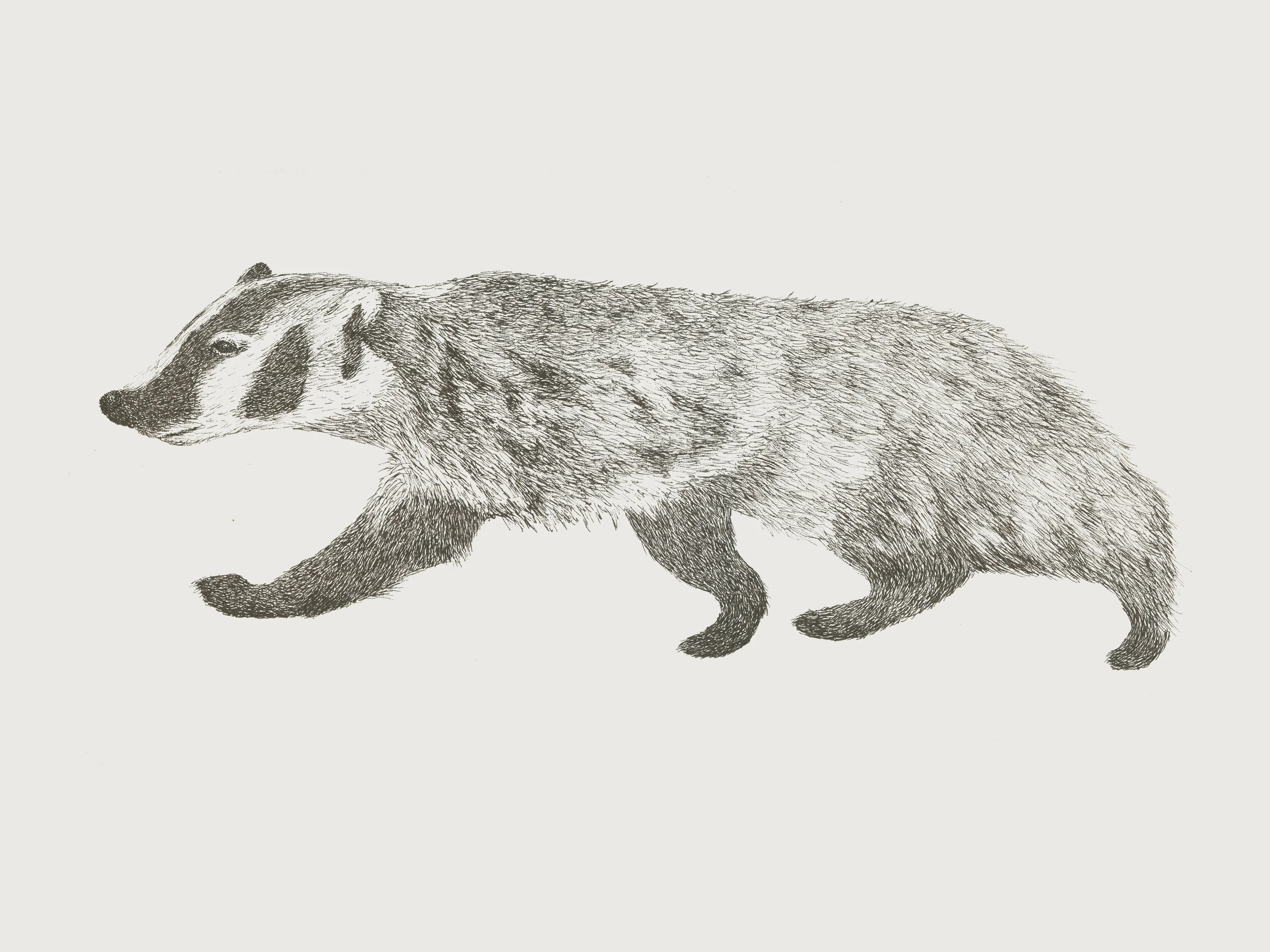 Badger