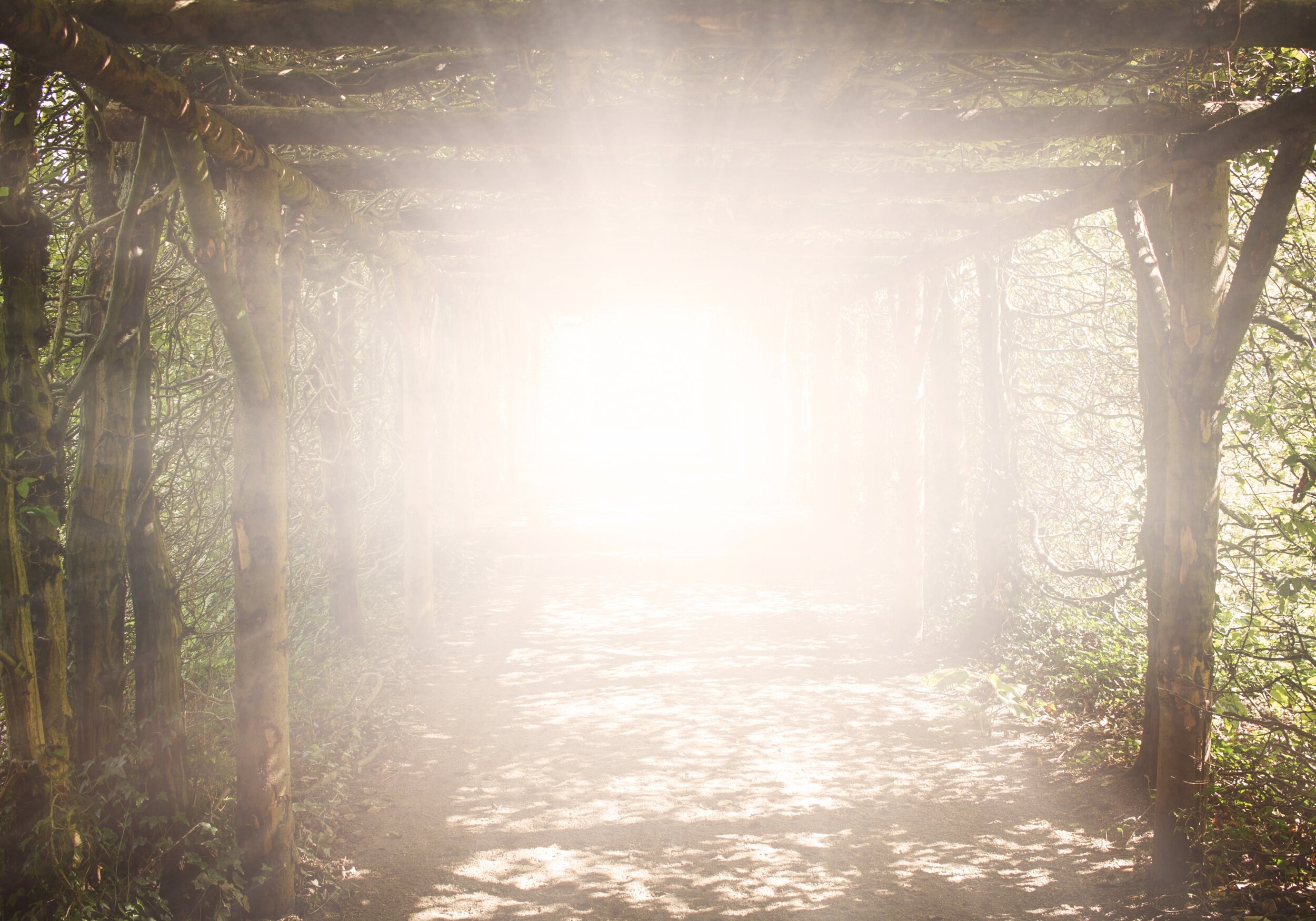 A Timely Message from The Elijah Tree