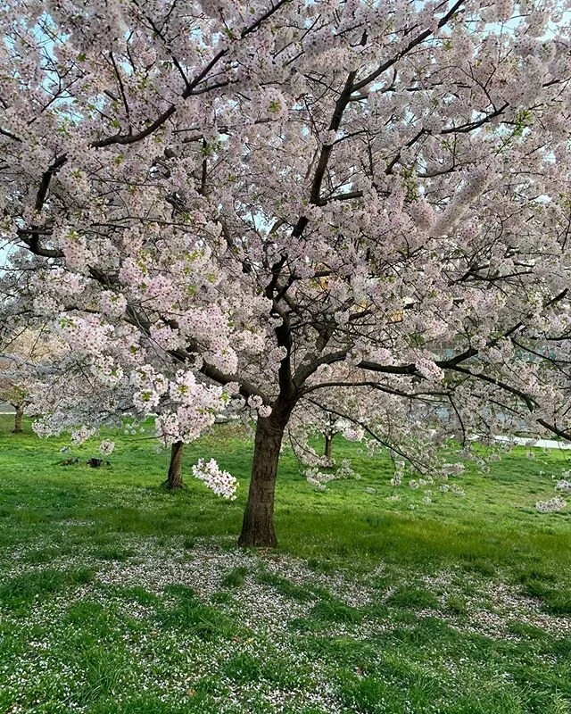 When everything was closed, the trees still bloomed. #logansquare #philadelphia #philly #spring #covid19 #coronavirus #quarantine #canonphotography #iphonexs #canon80d #cityscape