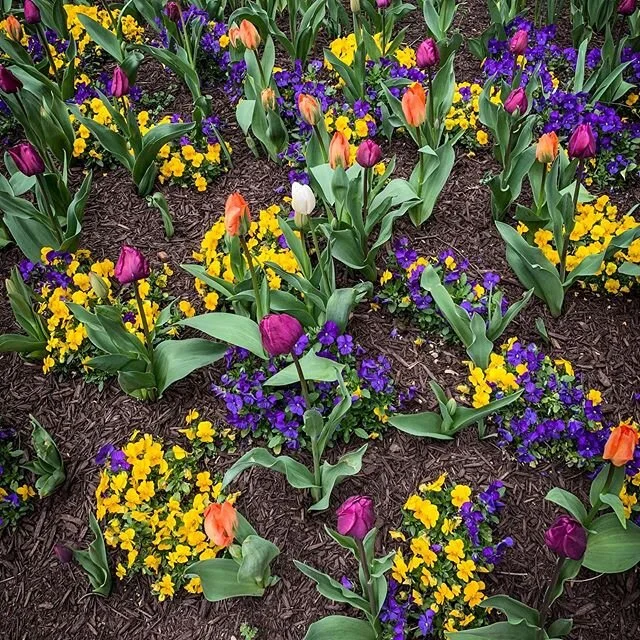 Quarantine spring flowers #quarantine #COVID-19 #coronavirus #iphonexs #philly #logansquare